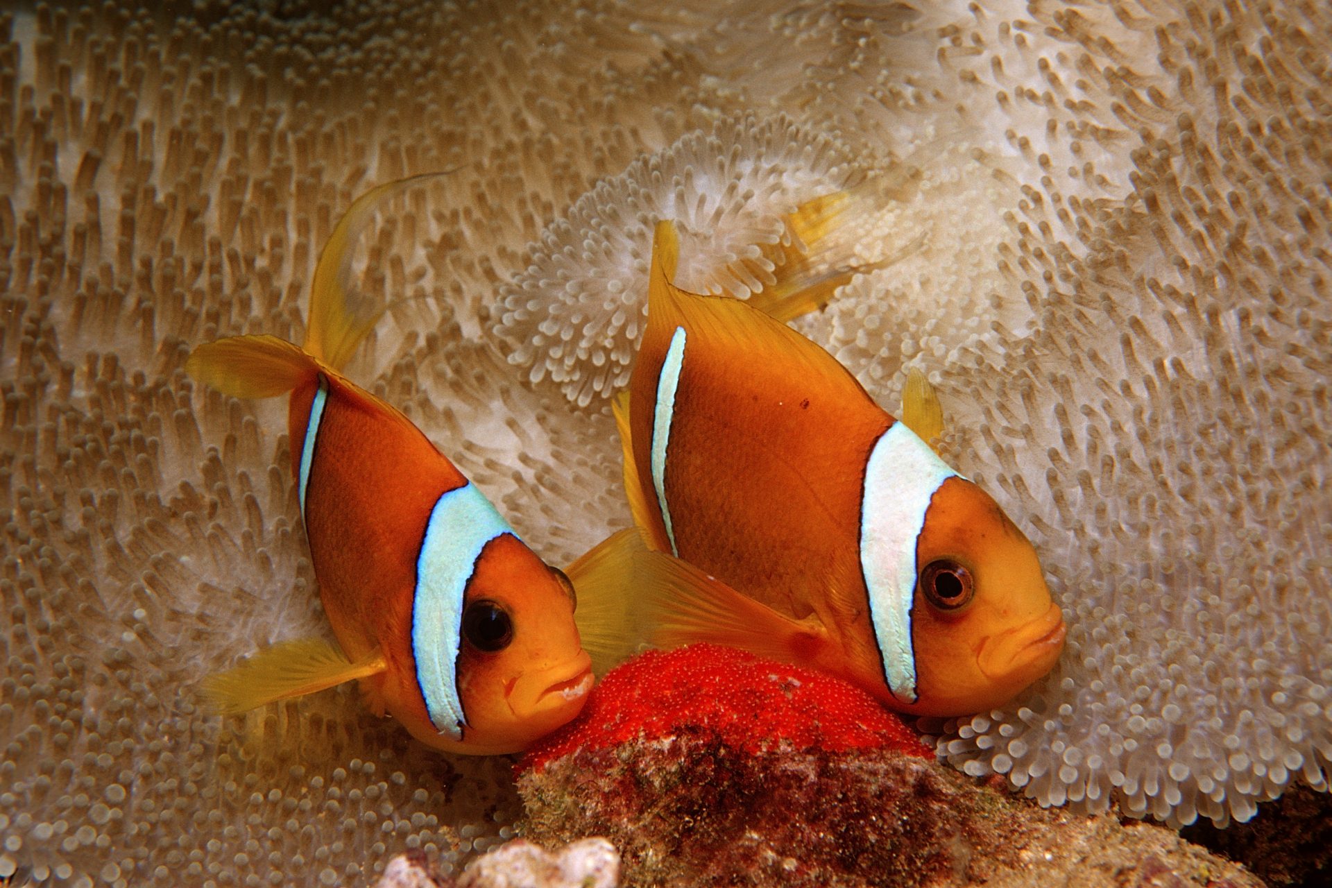 Clownfish care about stripes...a LOT!