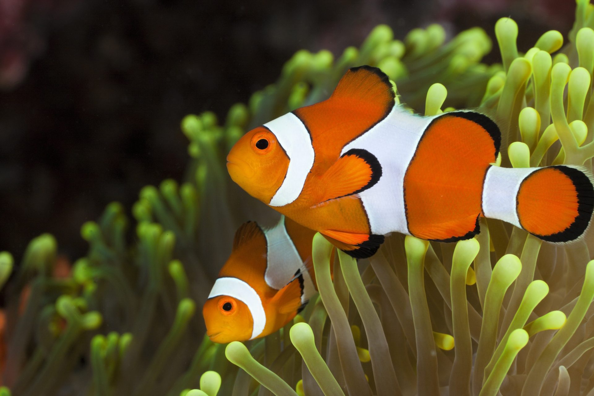 Clownfish take their social status very seriously