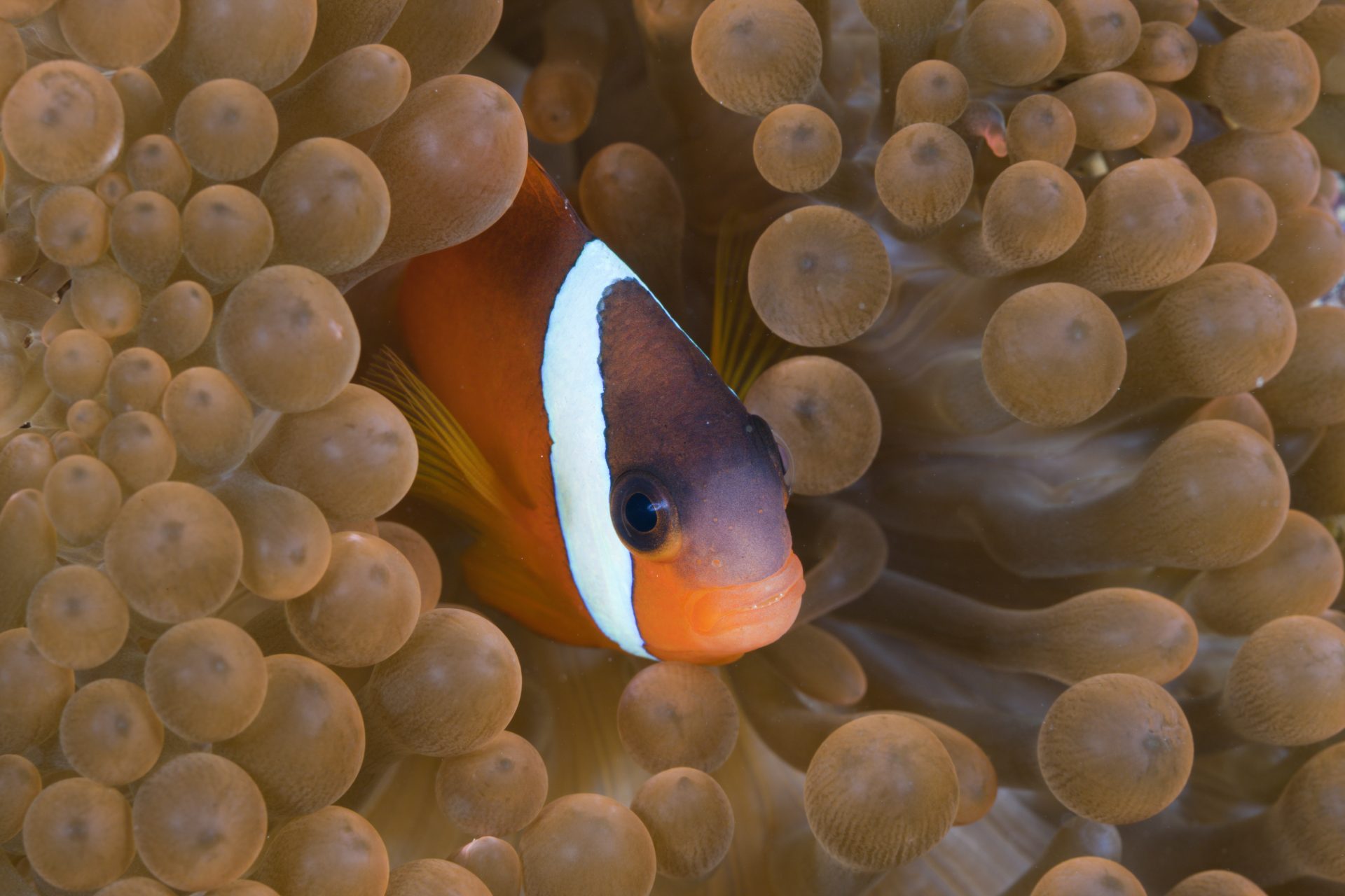 Why do clownfish have stripes anyways?