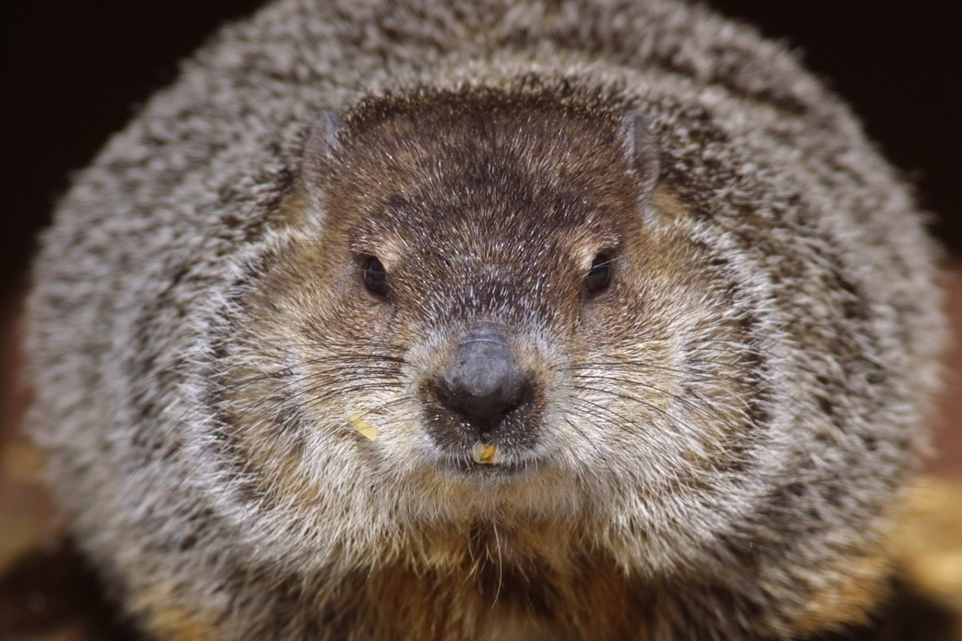 The groundhog isn't great at predicting spring