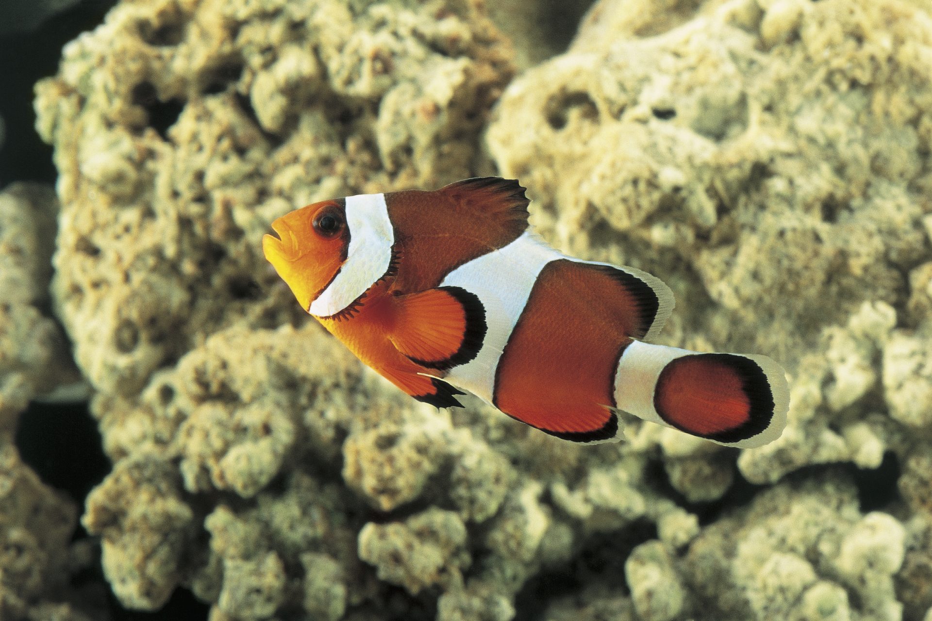 Did you know Nemo is good at math? Scientists discover clownfish can do addition