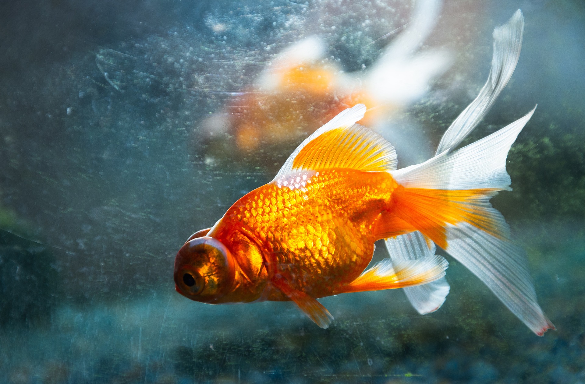 Qu'en est-il du poisson rouge dans son aquarium ?