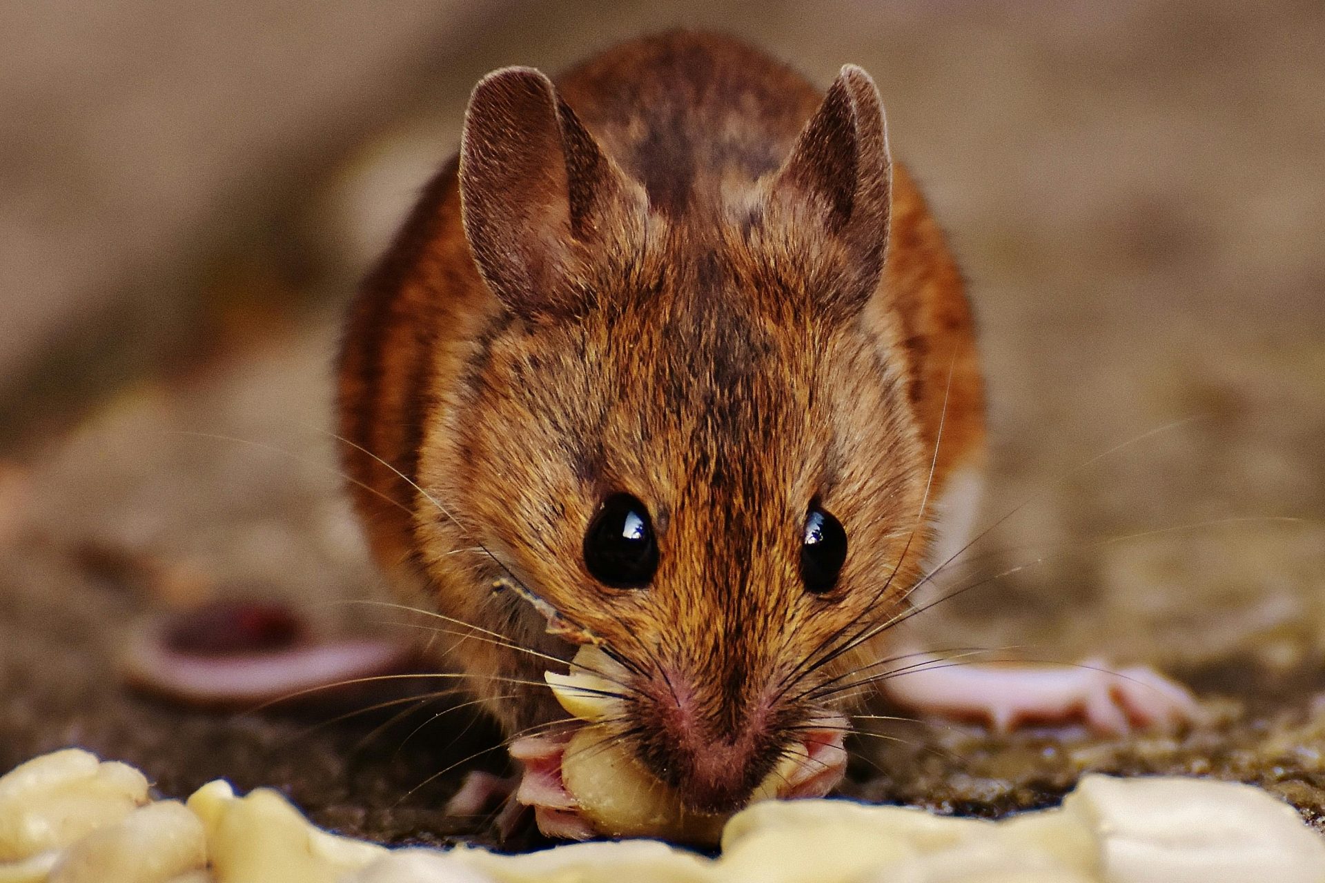 Ratas envenenadas: un reto importante para su supervivencia