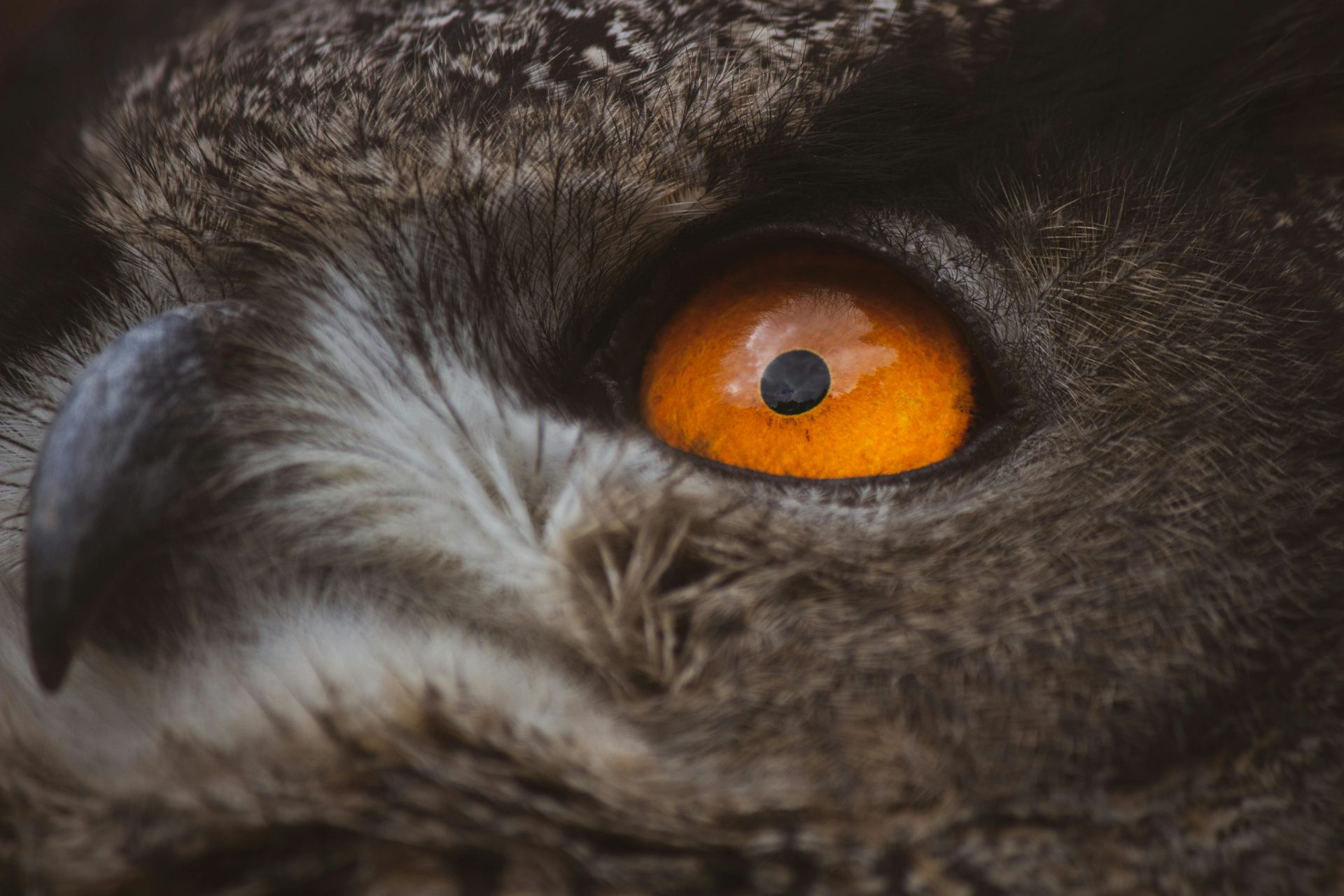 Complexity of urban life for an eagle owl