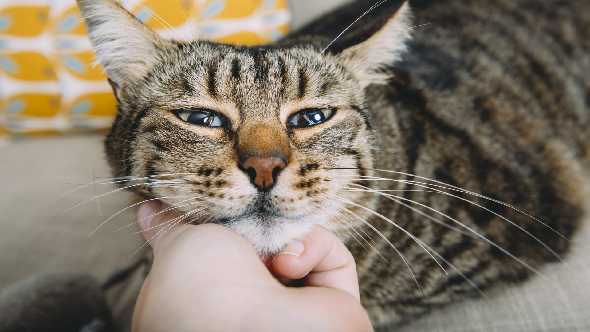 ¿Por qué ronronean los gatos?