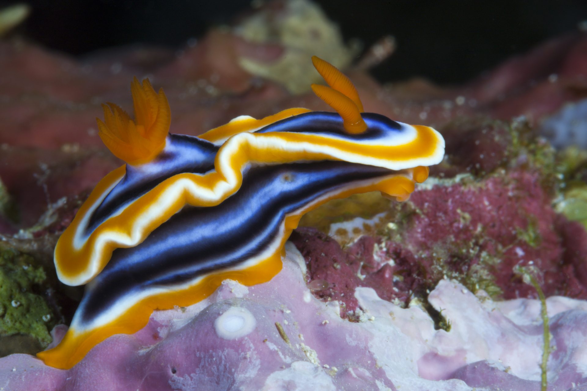 色とりどりの「海の宝石」：バラエティ豊かなウミウシの世界