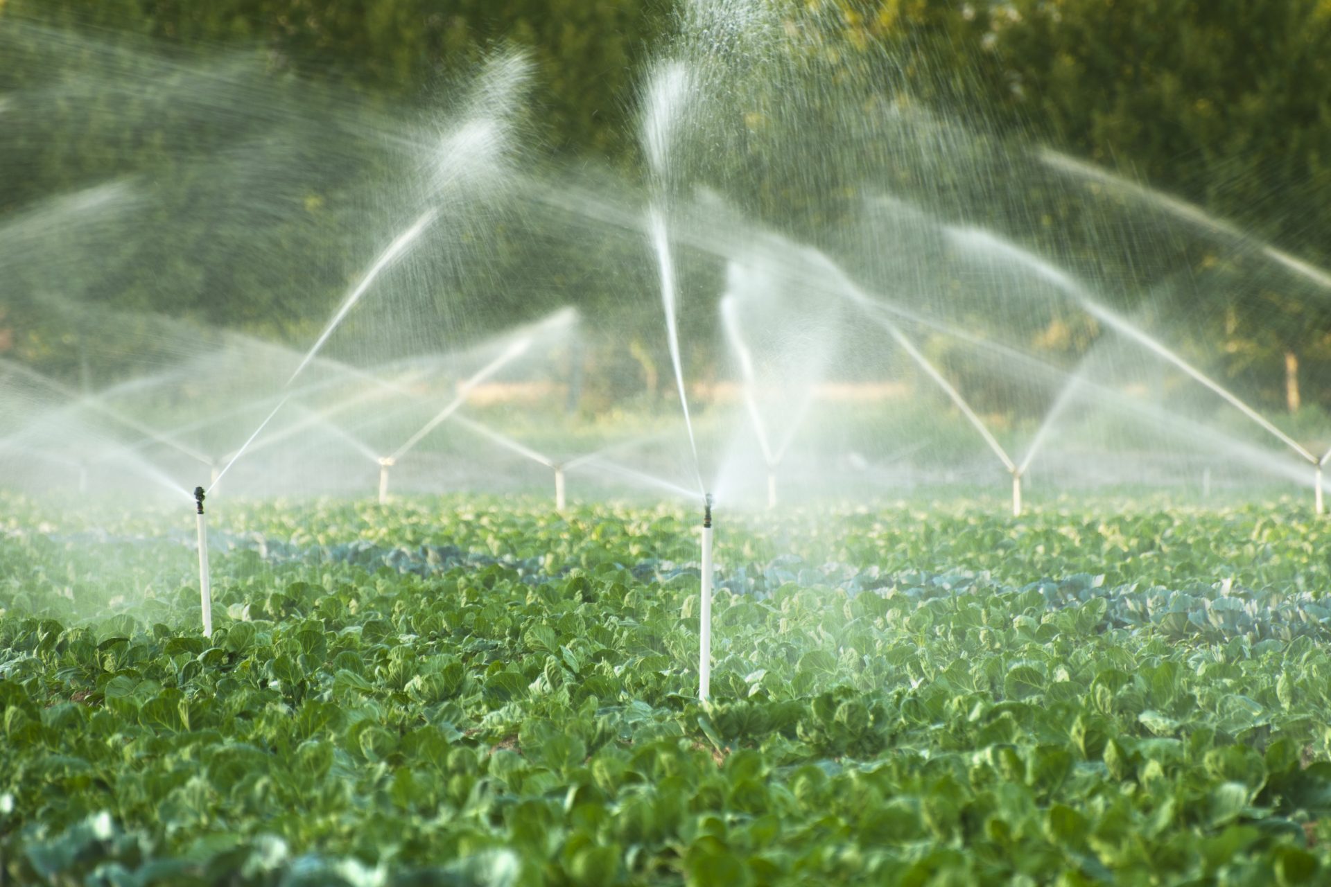 ¿Cuál es el mayor consumidor de agua ?