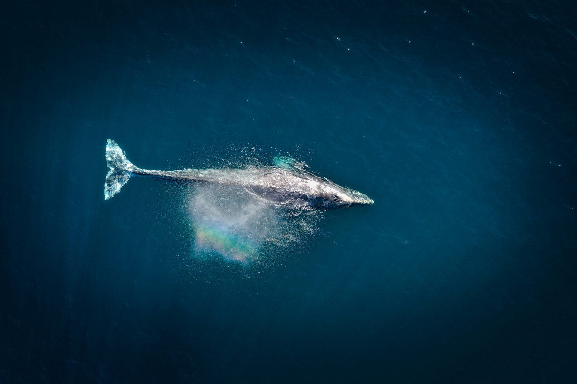 Marine heatwaves are killing off the humpback whale 