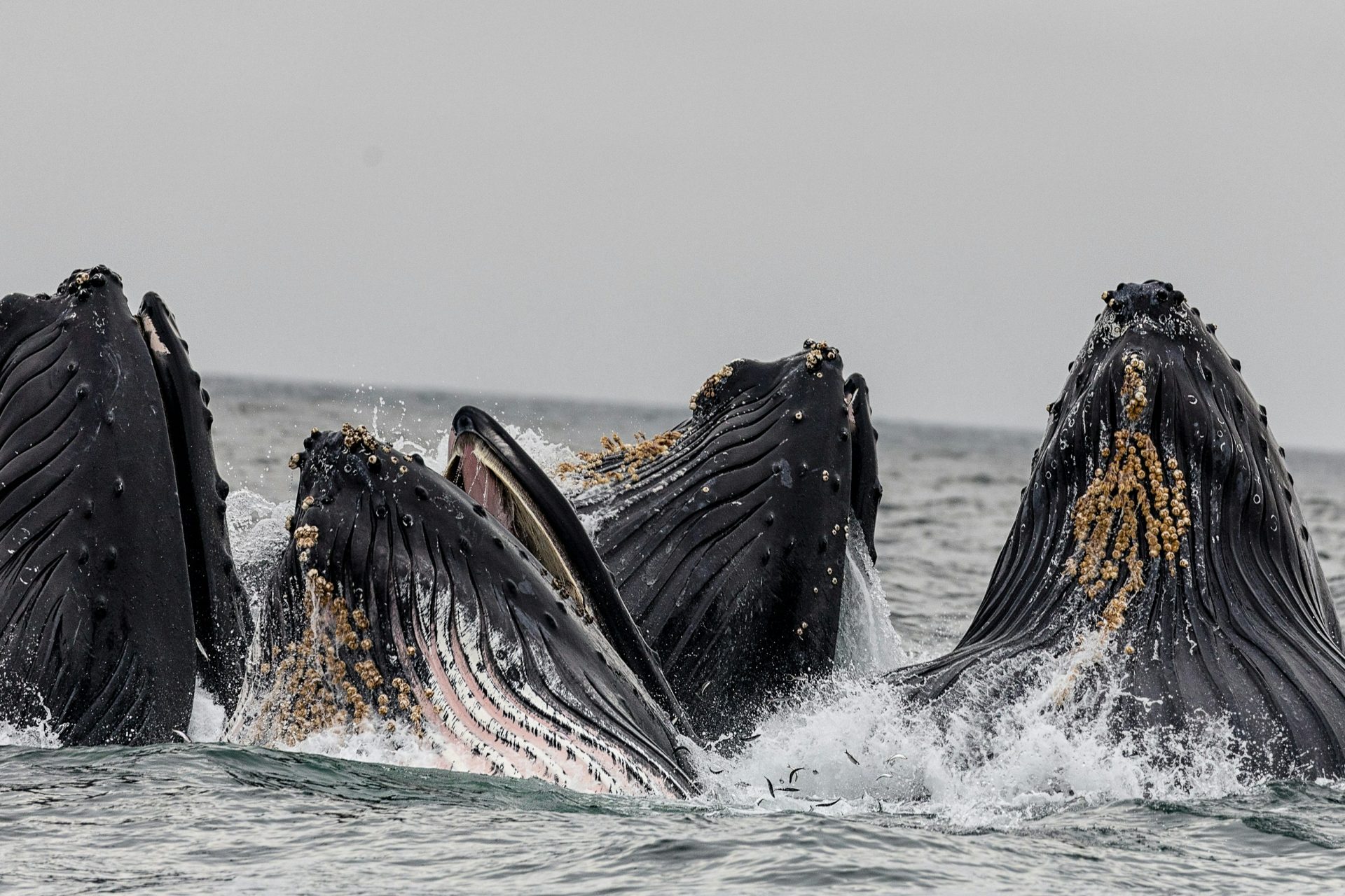 Humpback populations have been in trouble before 