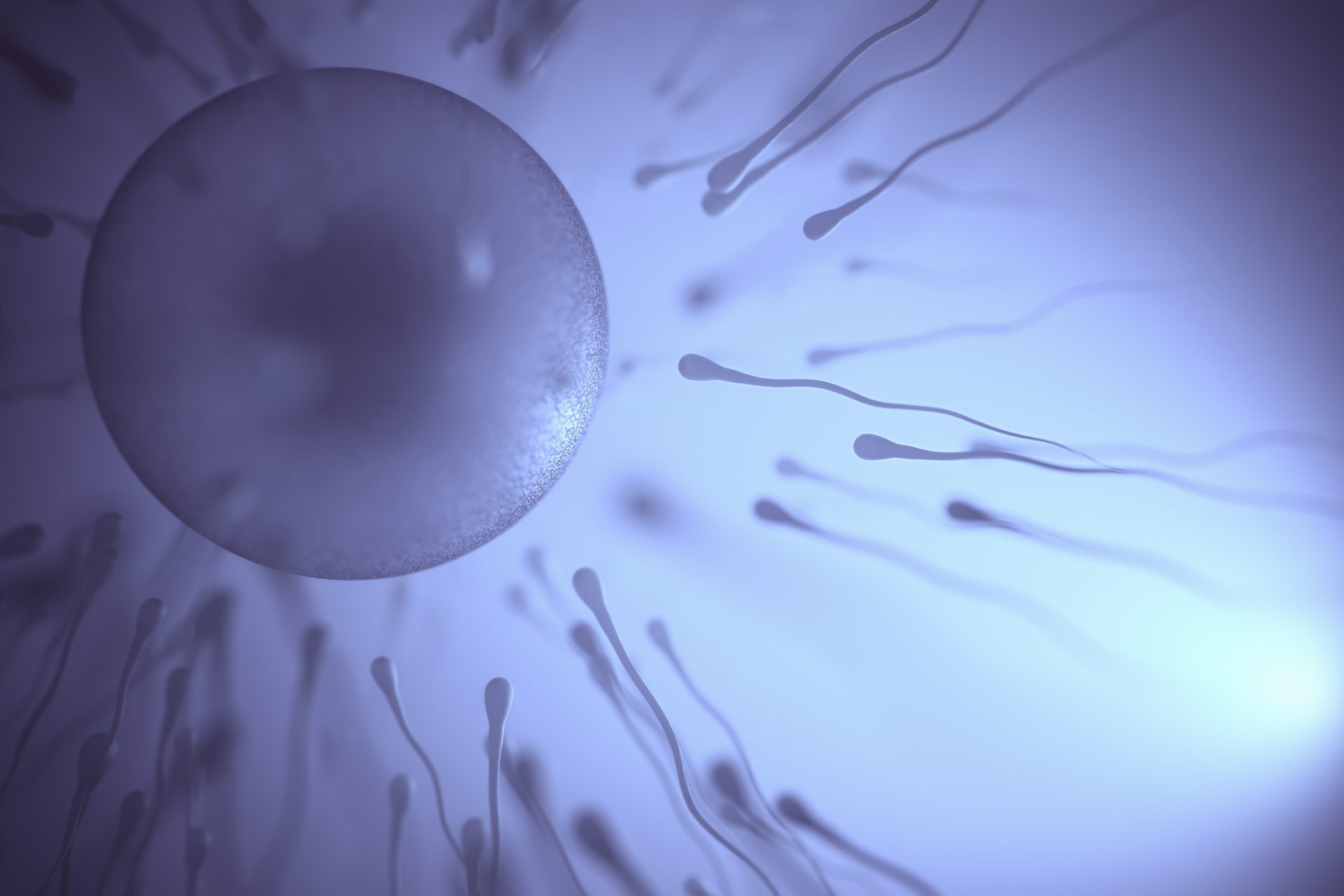 Hohe Temperaturen schwächen die Spermien