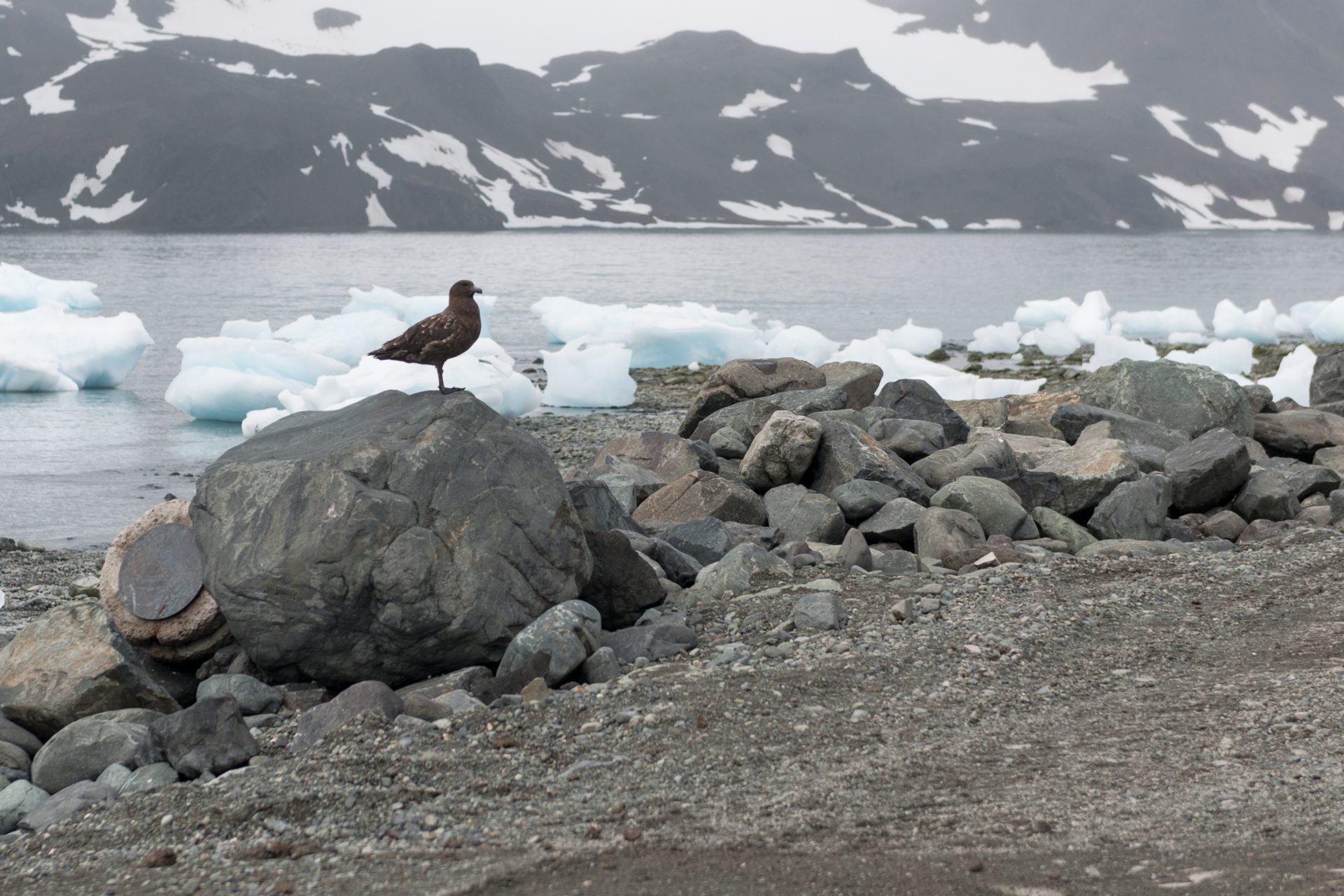 Dead birds in Antarctica