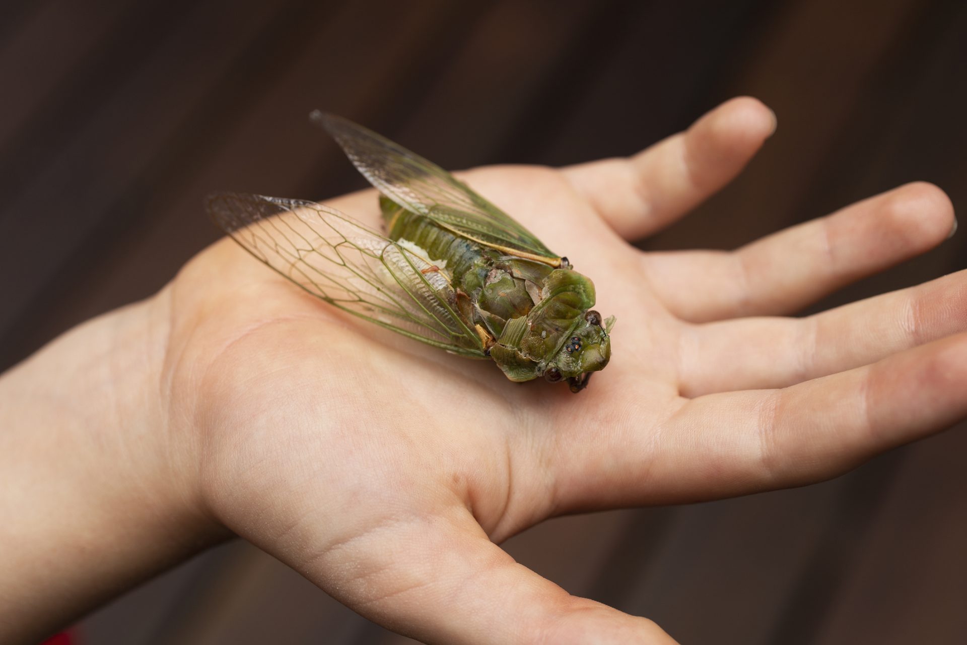 What are Cicadas?