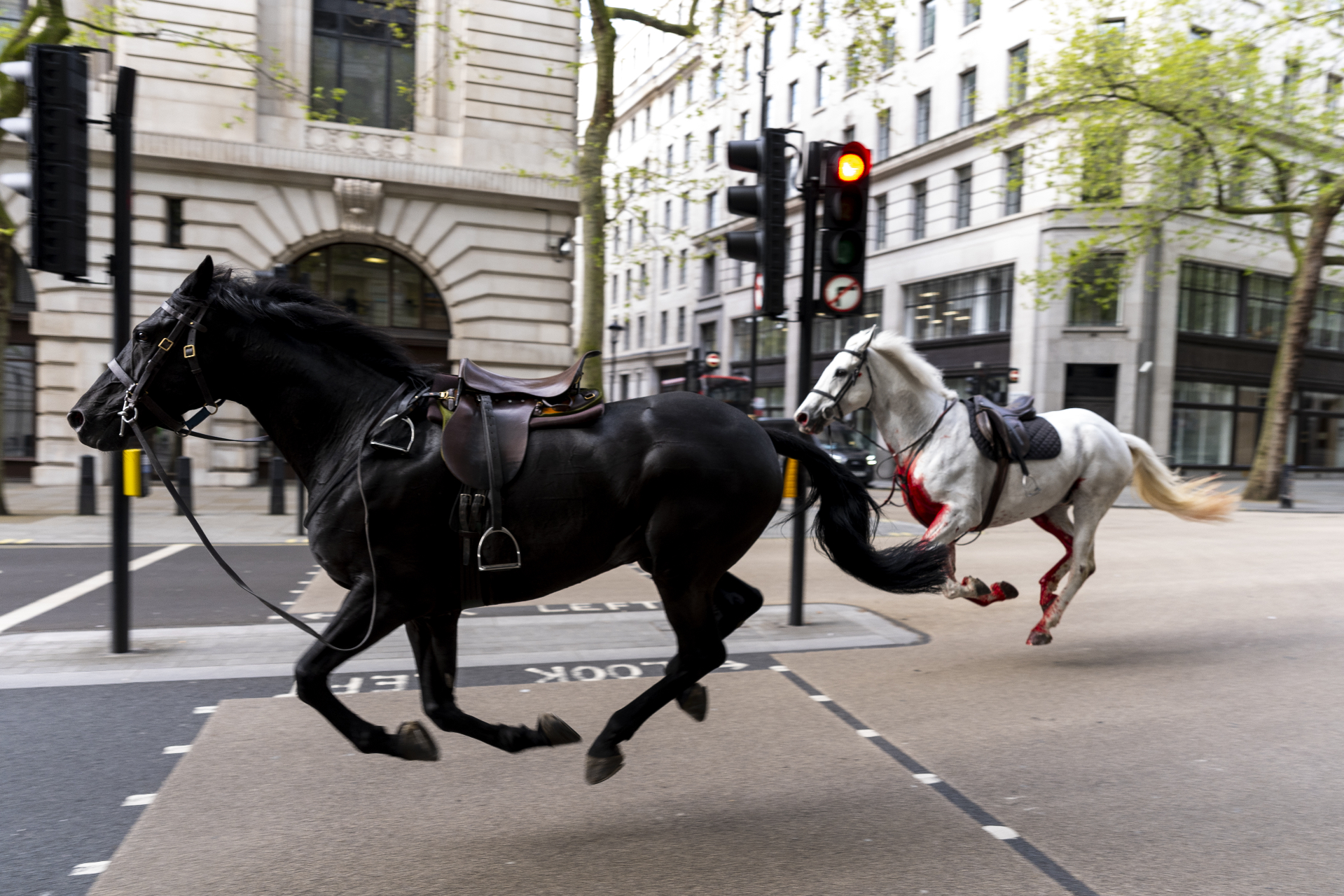 In pictures: Cavalry horses run lose causing havoc in London