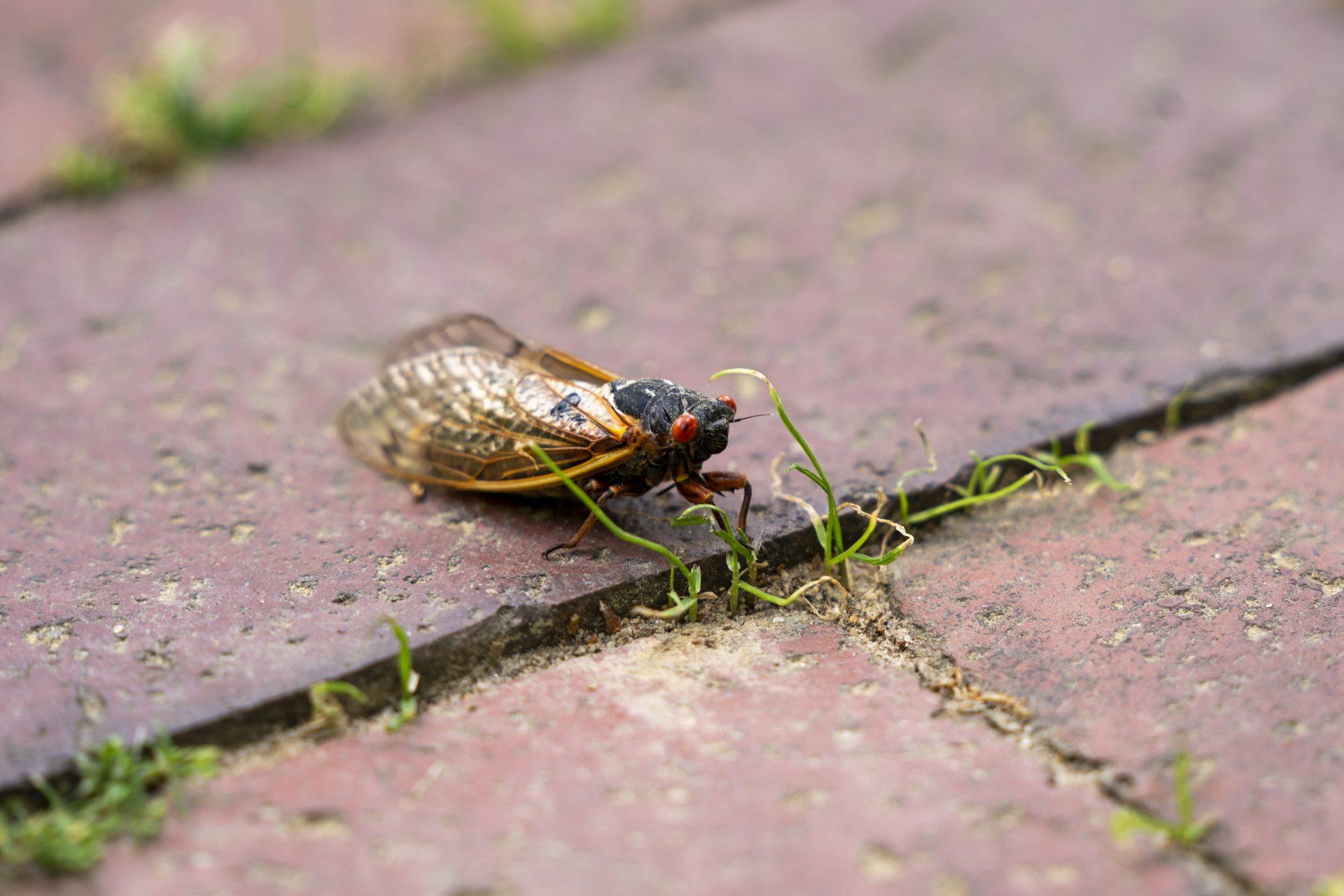 A rare double brood of cicadas have finally emerged 