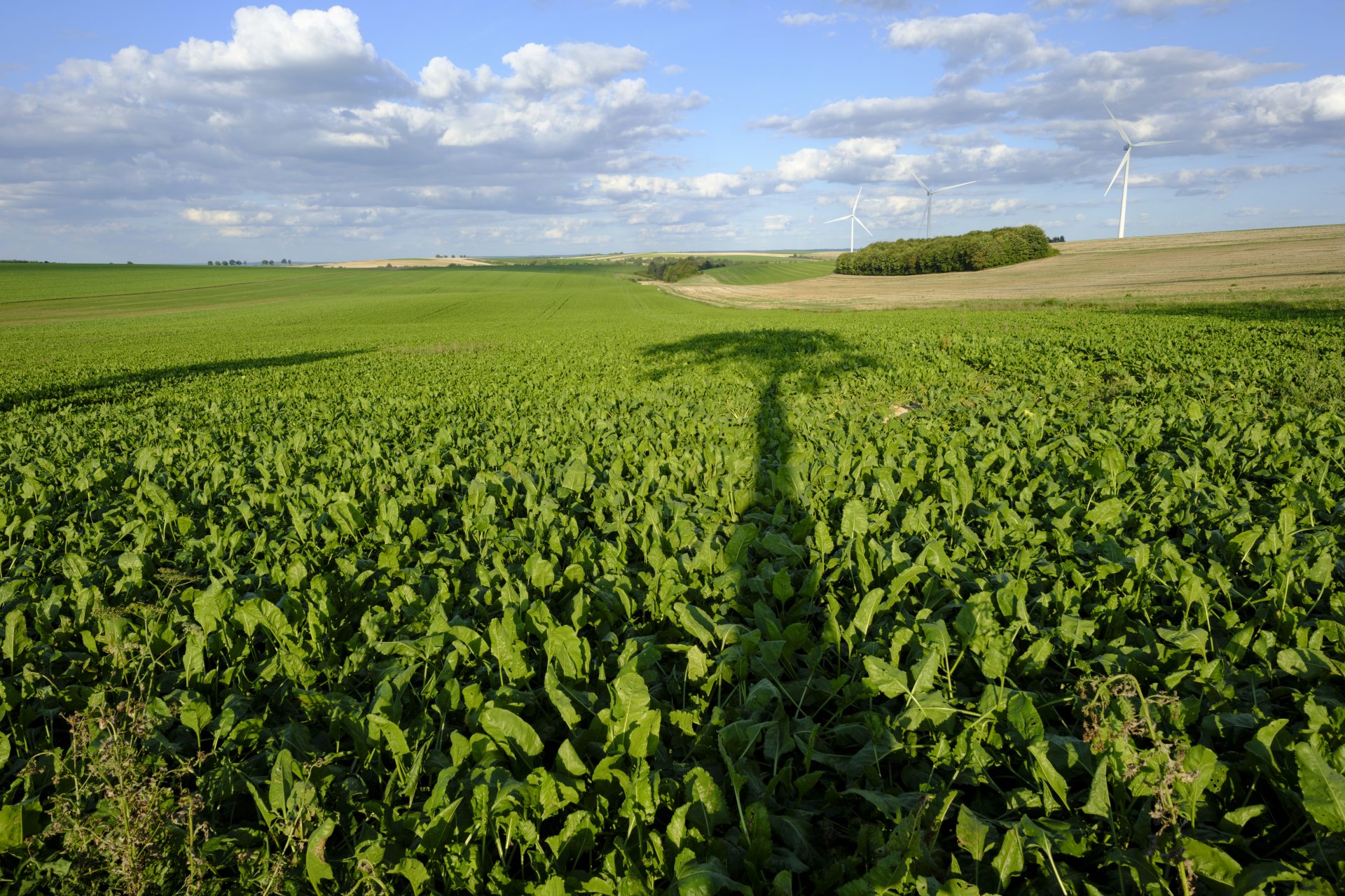 Baisse des émissions de CO2 : les avancées en France, en Europe et à l'International