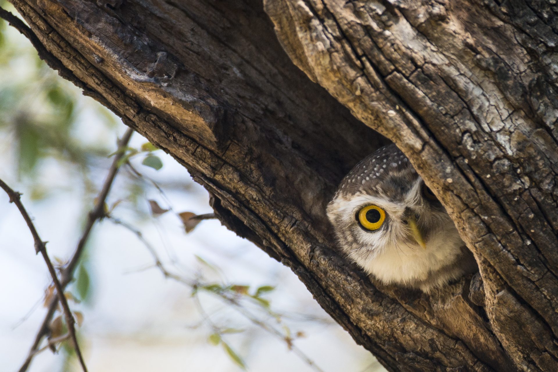 Why does the U.S. government want to kill half a million owls?