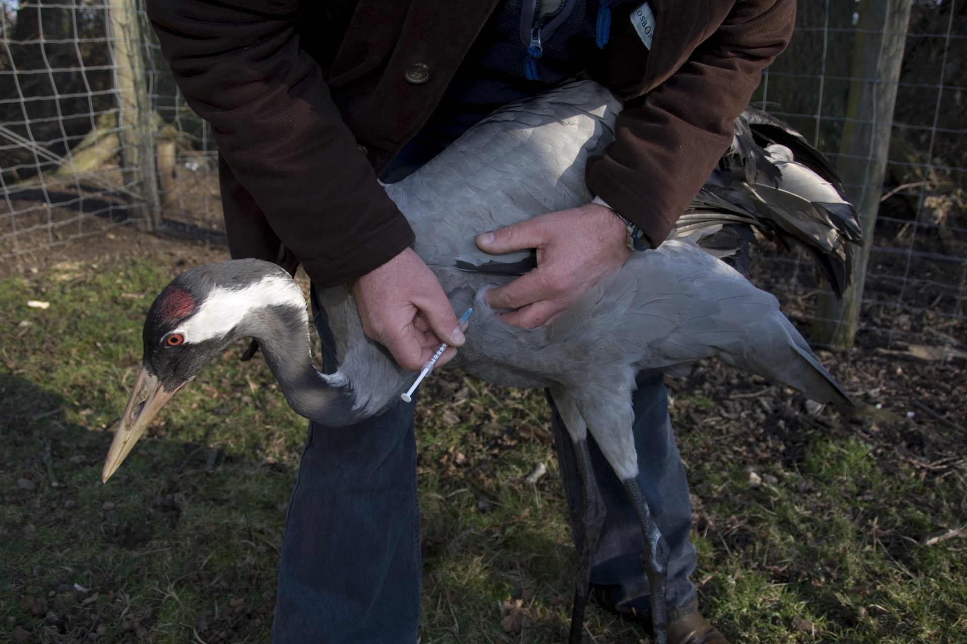 France vaccinates ducks
