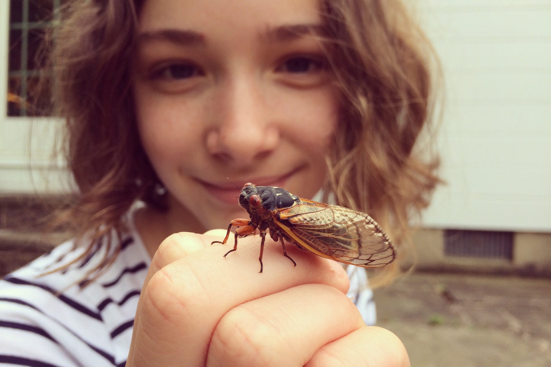 Cicadas aren't dangerous