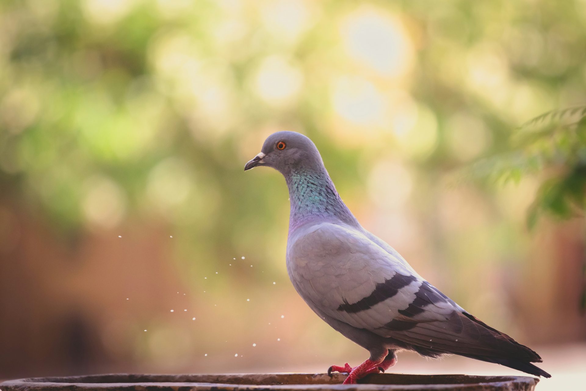 The Chinese pigeon spy 
