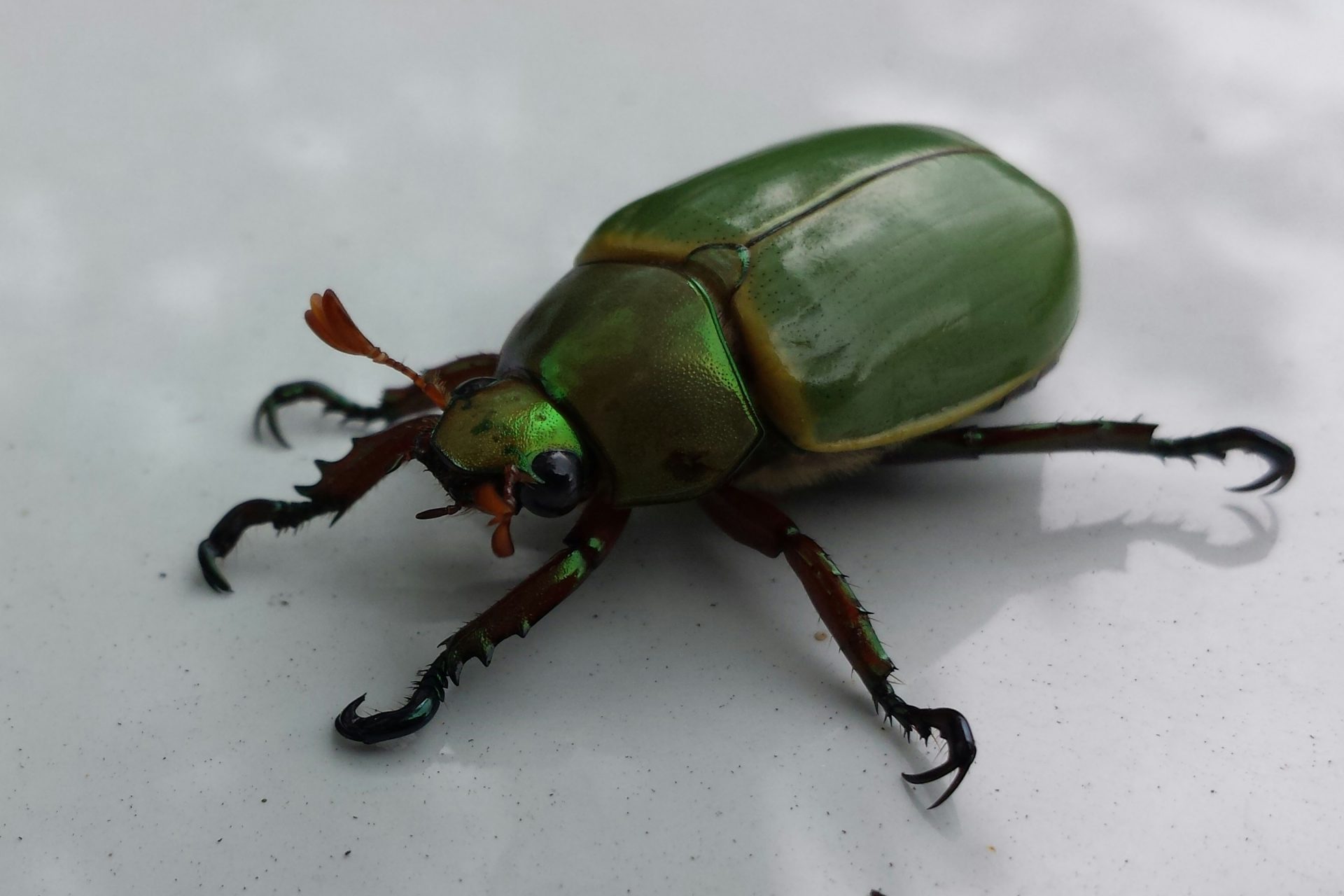 Un escarabajo cyborg 