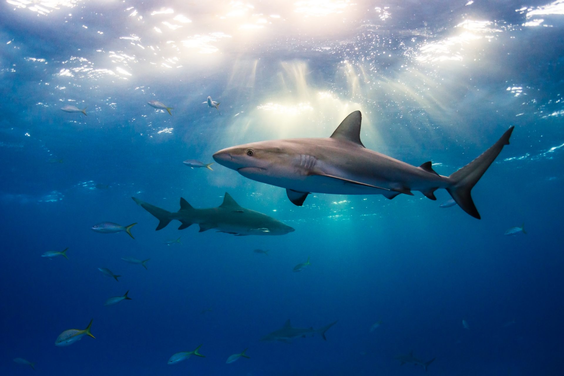 There's a new reason to be scared of the ocean: sharks on drugs