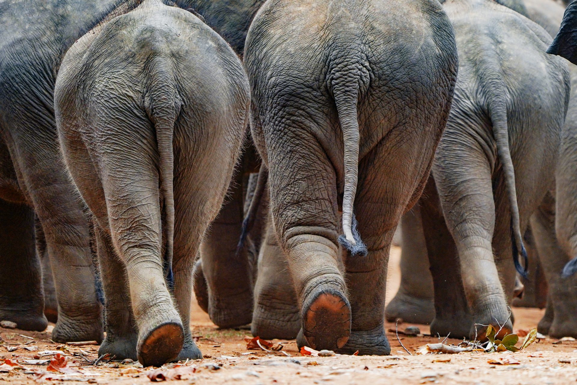 Hallan una curiosa característica de los elefantes que podría ser clave para la lucha contra el cáncer