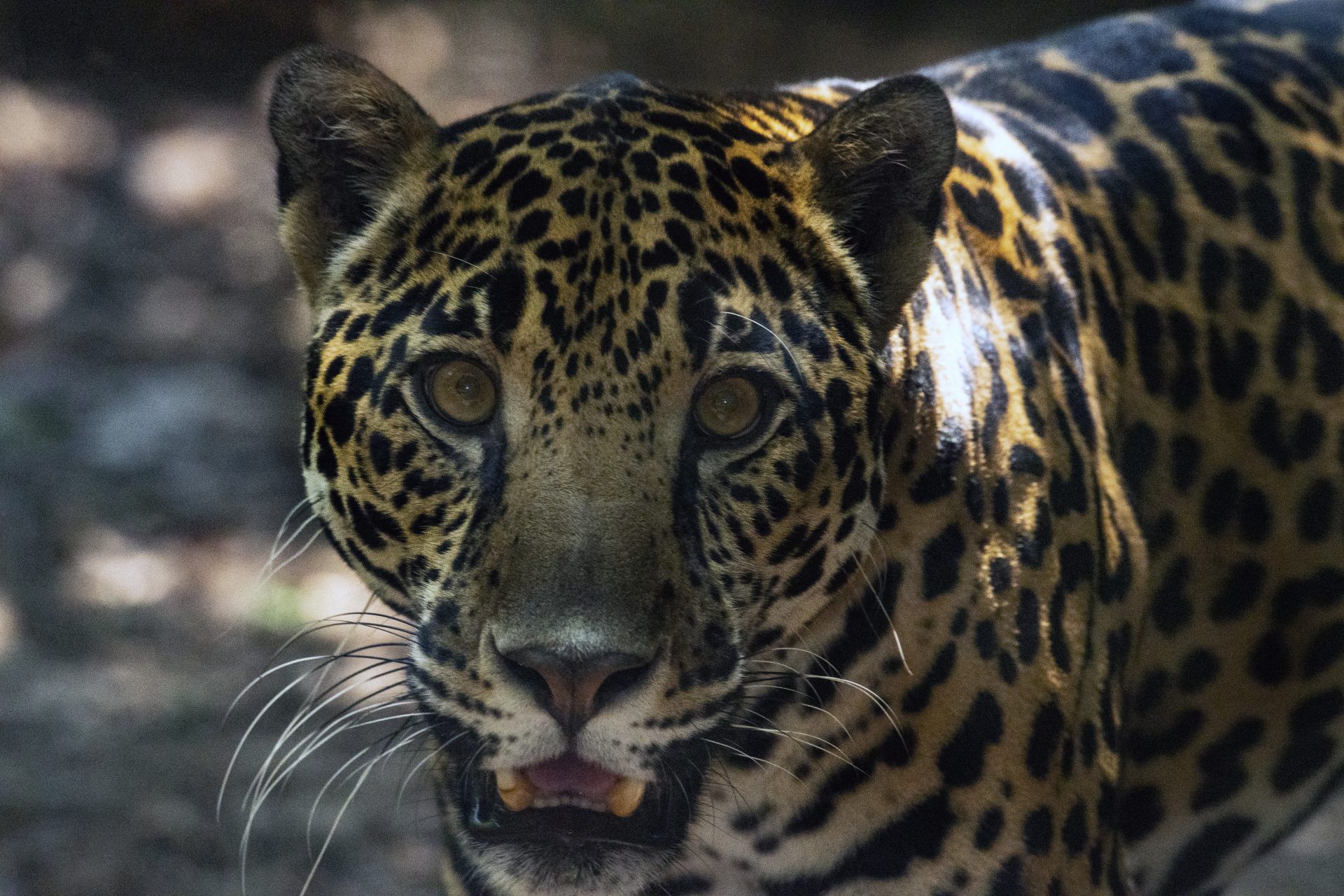 Costa Rica: a model for conservation without captivity?