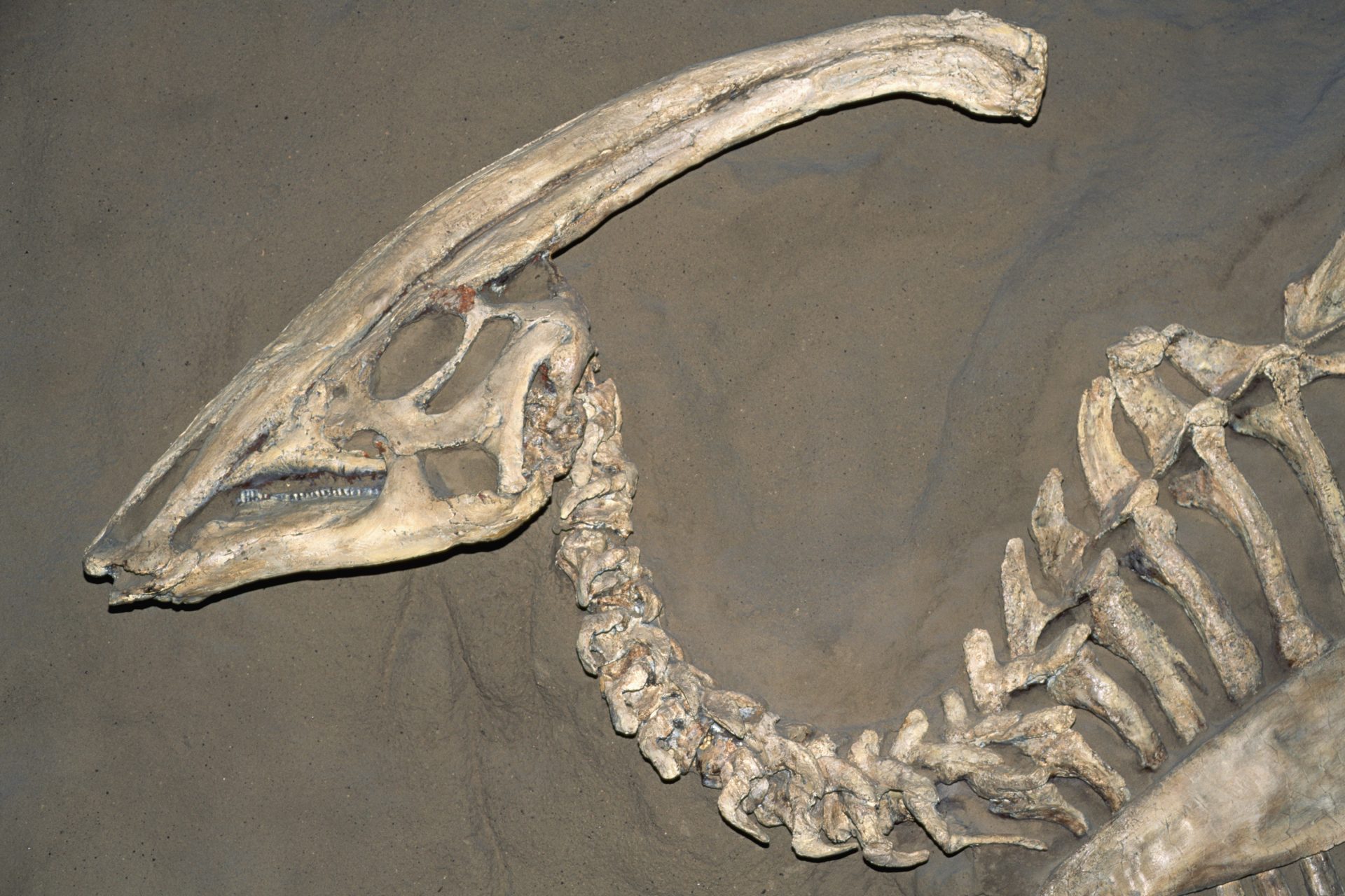 Remember when researchers used dinosaur fossils to challenge a long-believed scientific rule?