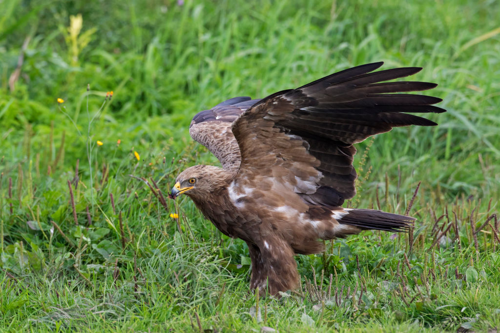 The war in Ukraine could make migrating eagles go extinct