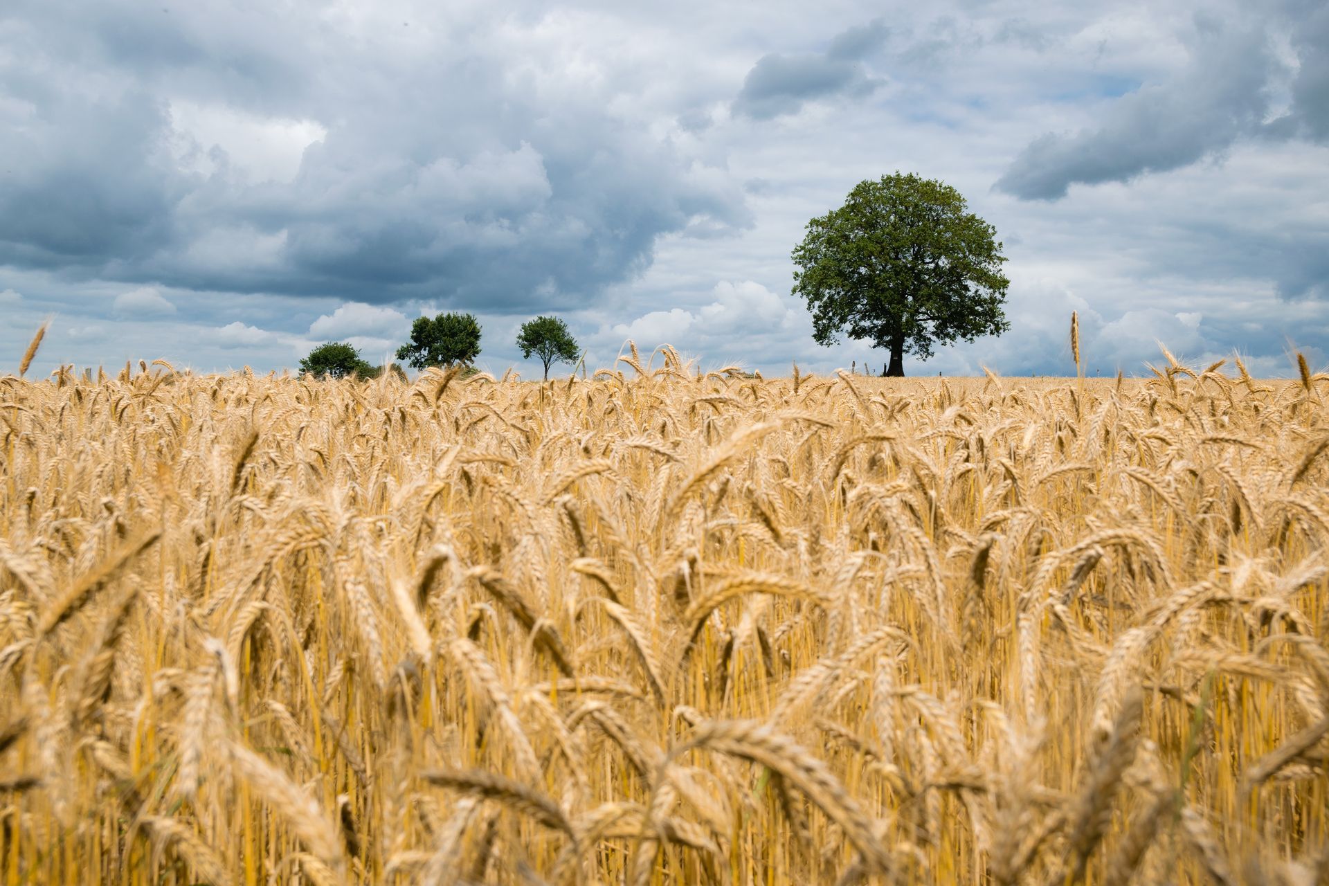 The resilience of agriculture