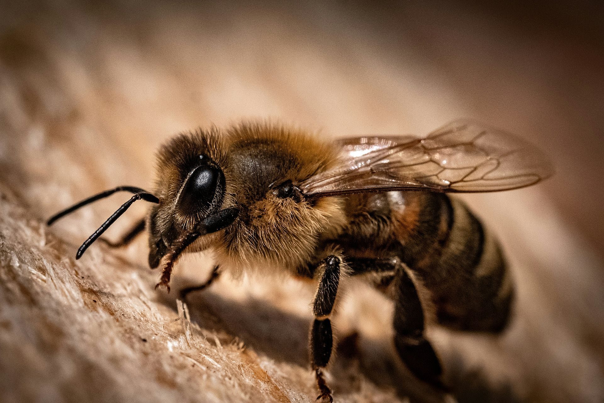 L’exemple des abeilles