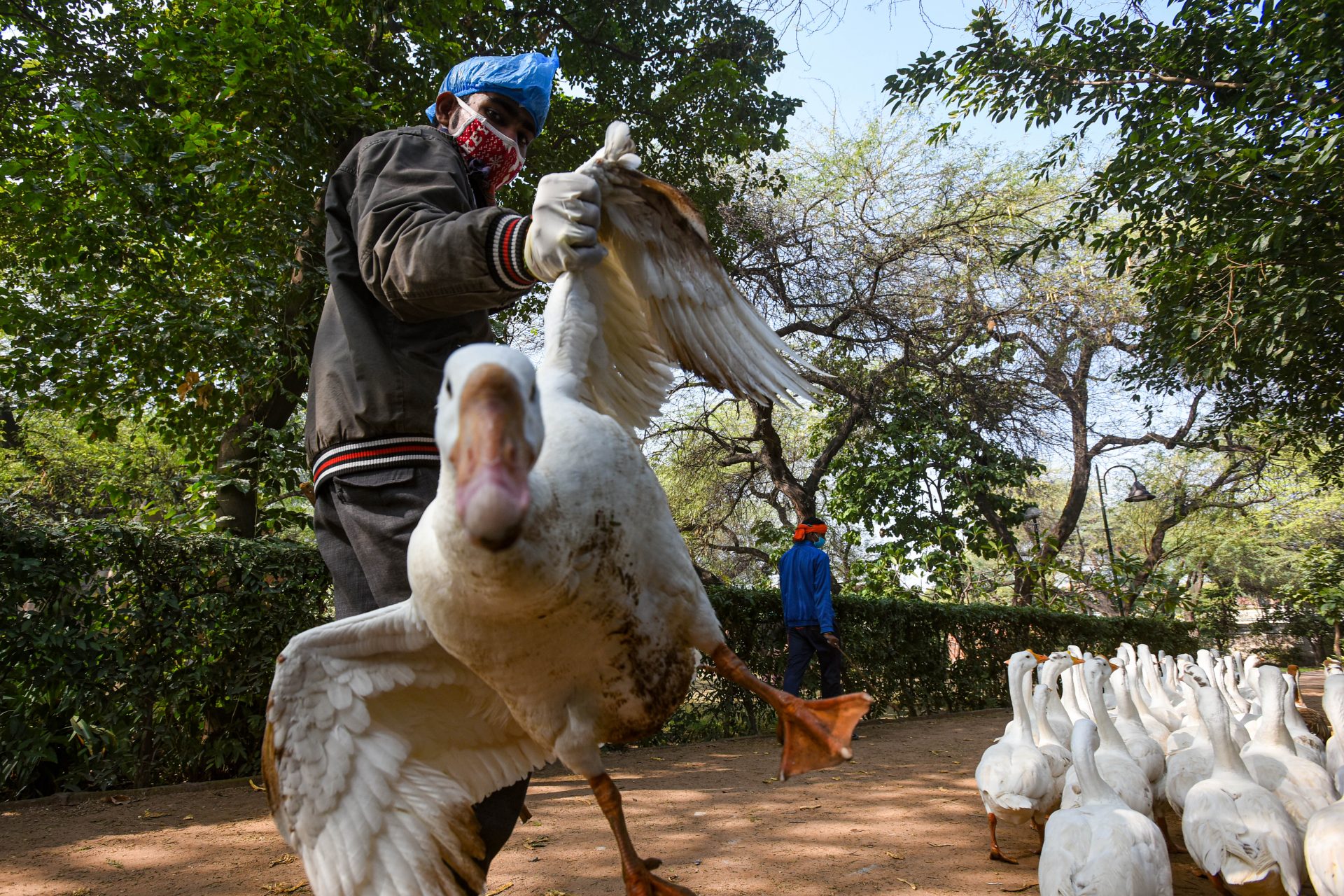 Primer fallecido humano por gripe aviar AH5N2