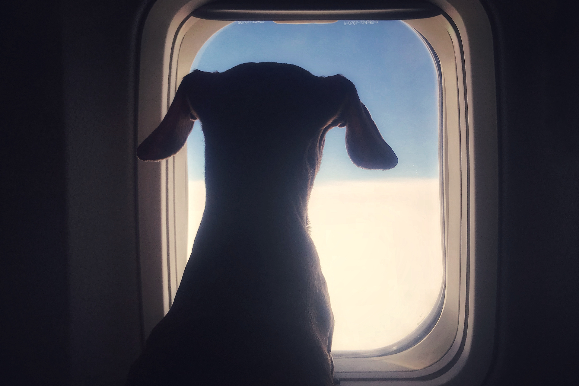 犬もファーストクラスで旅する時代？ 「バーク・エア」が運航開始