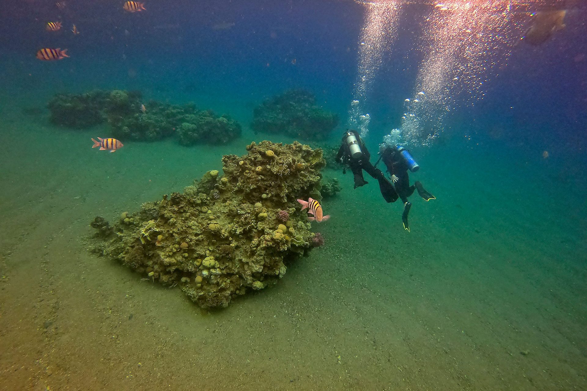 海洋生物を支えるグレートバリアリーフ