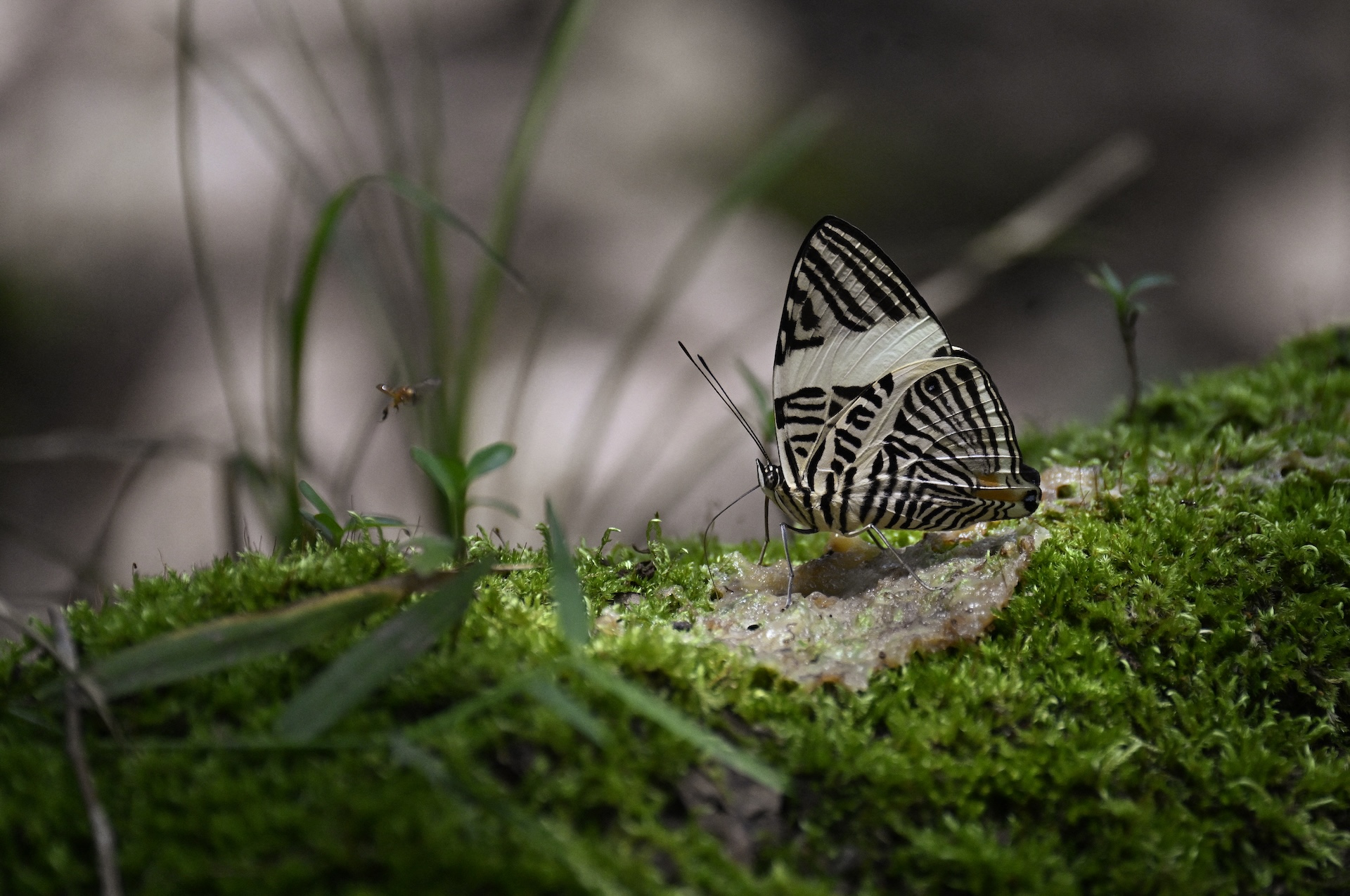 Une merveille de l'évolution a été découverte dans la forêt amazonienne