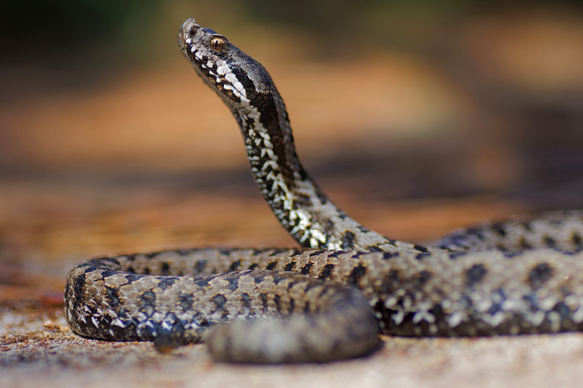 Cosa puoi fare se ti morde un serpente?