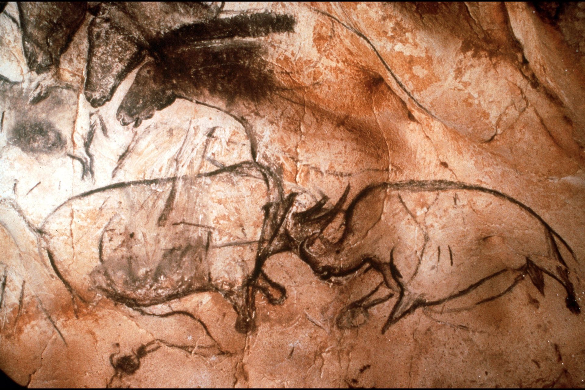 Animales antiguos en la cueva de Chauvet: más de 30.000 años de historia