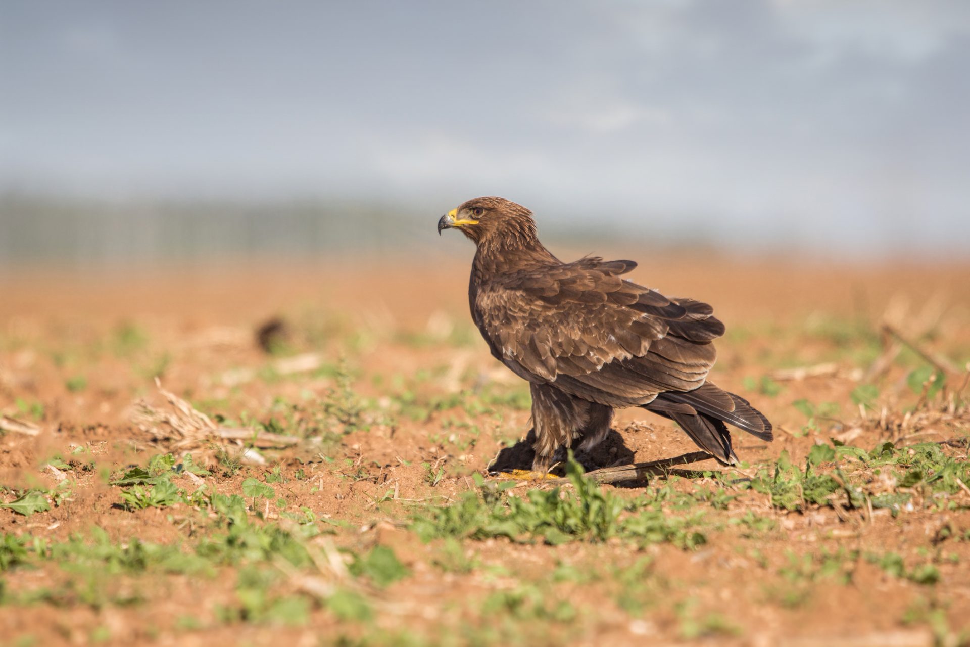 How the war in Ukraine threatens the survival of migrating eagles