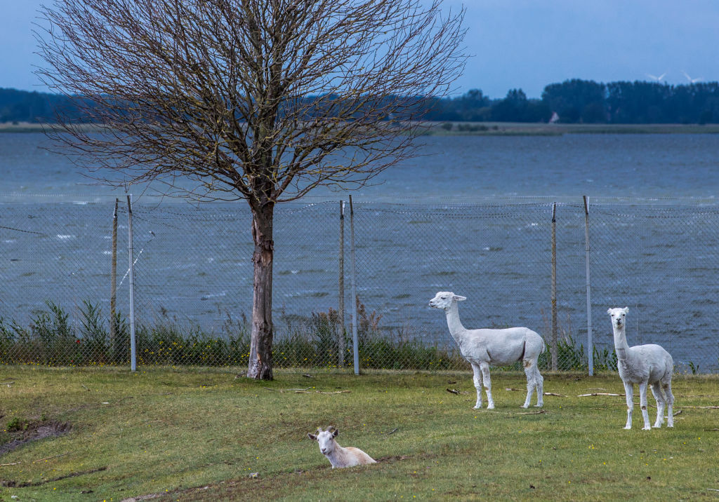 Why one German island holds the world’s deadliest viruses