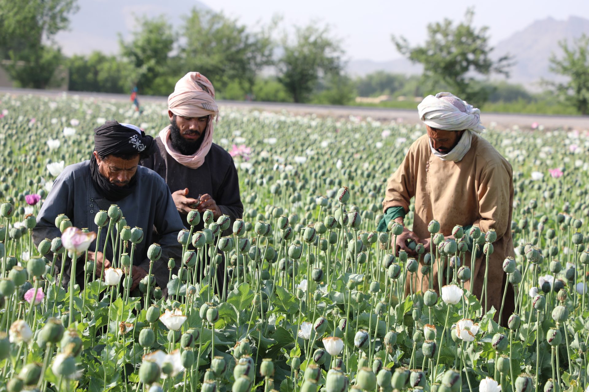 The impact of Taliban's poppy ban