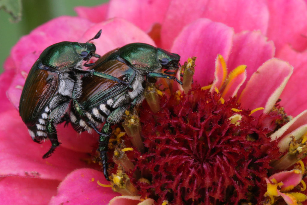 Certains insectes ont une façon bien à eux de se reproduire...