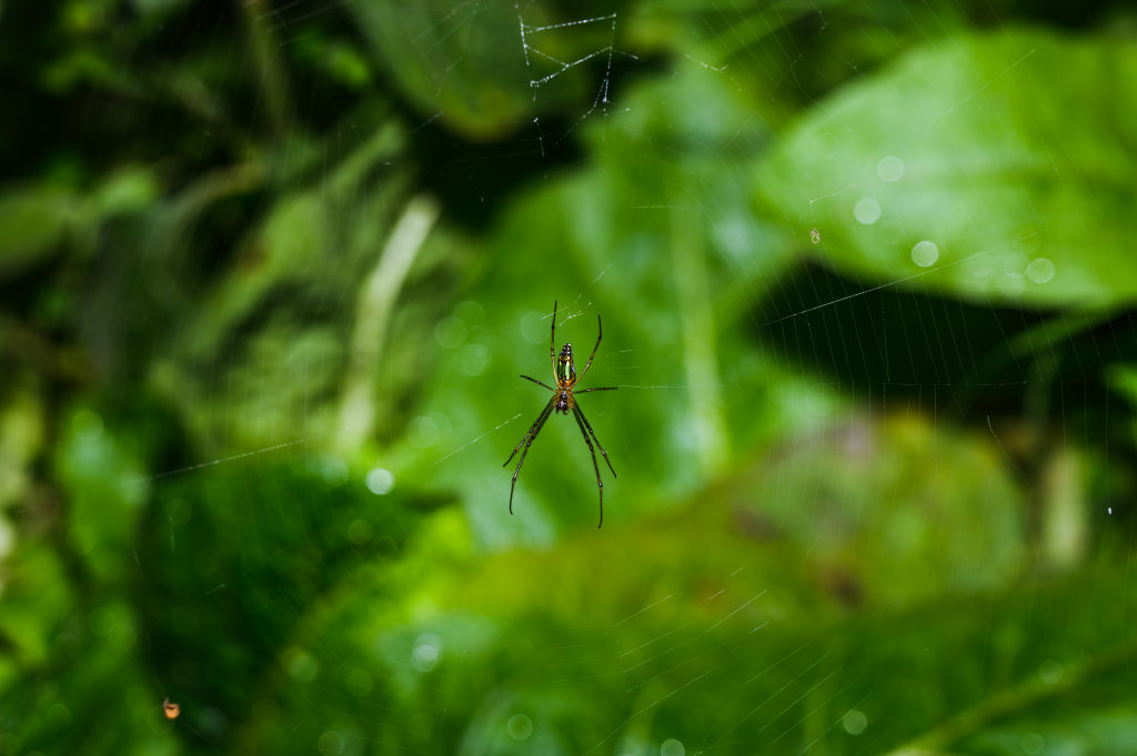 Un organe détachable