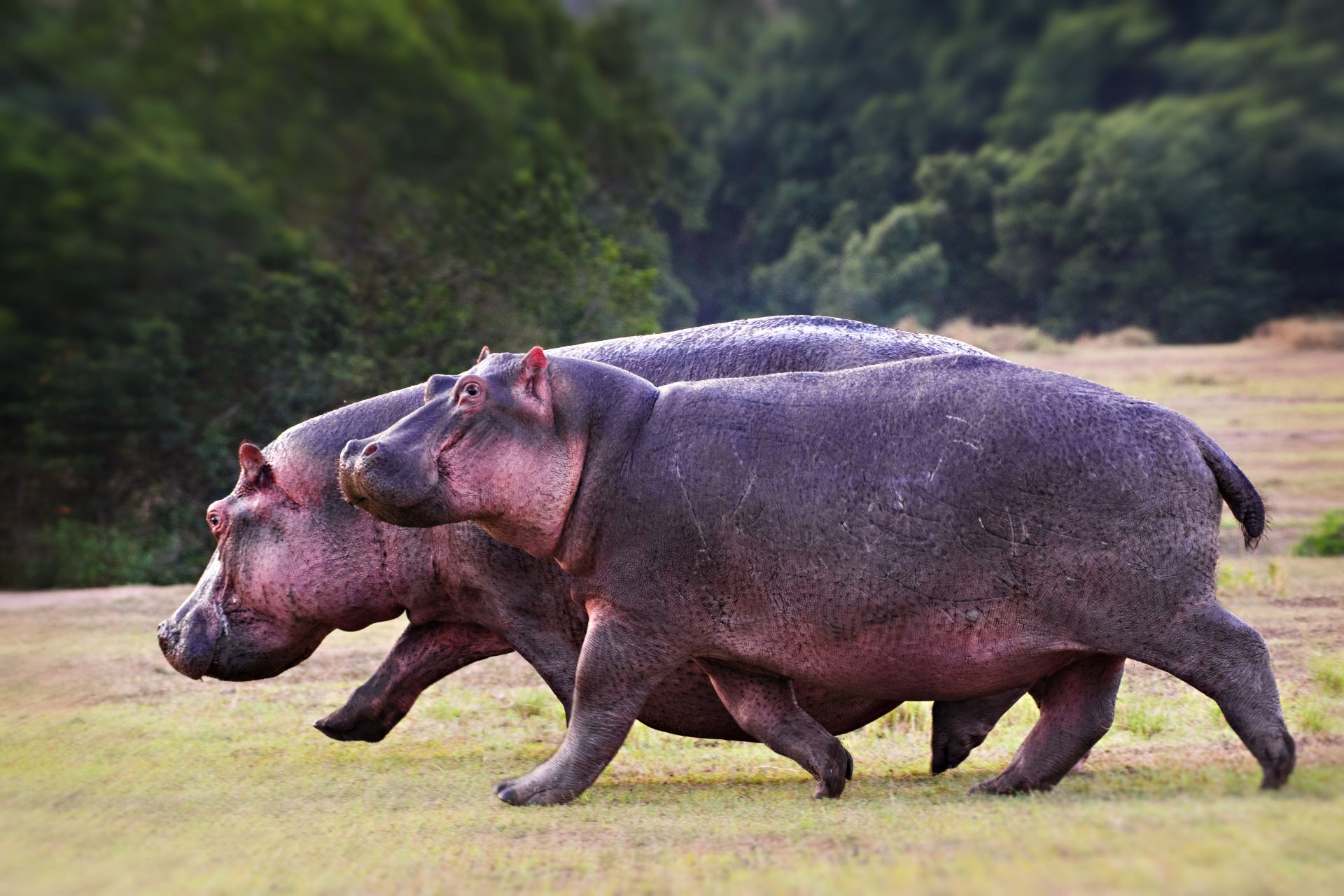 When hippos fly!