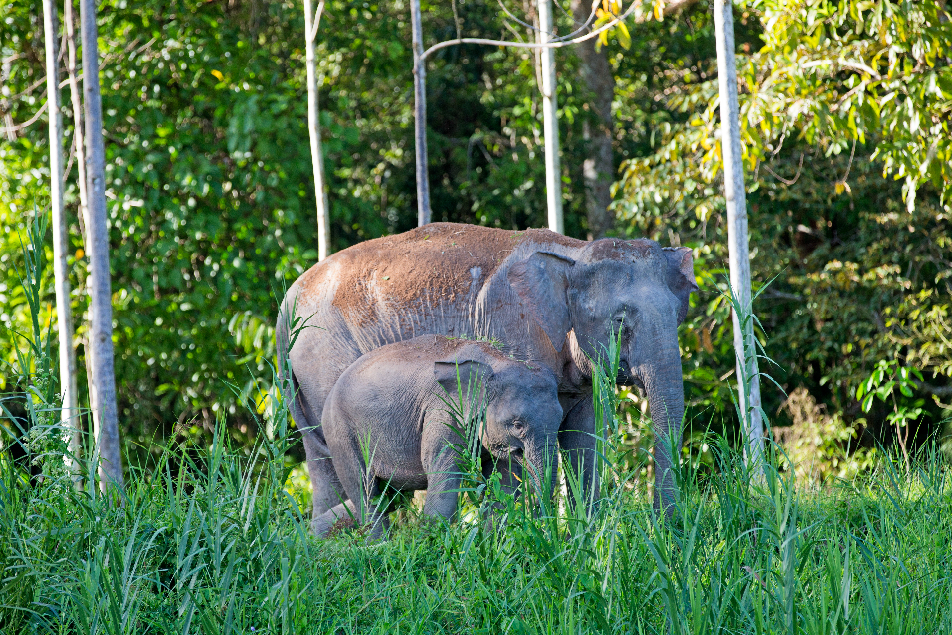 Les éléphants de Bornéo sont en danger : il ne reste plus qu'un millier de spécimens