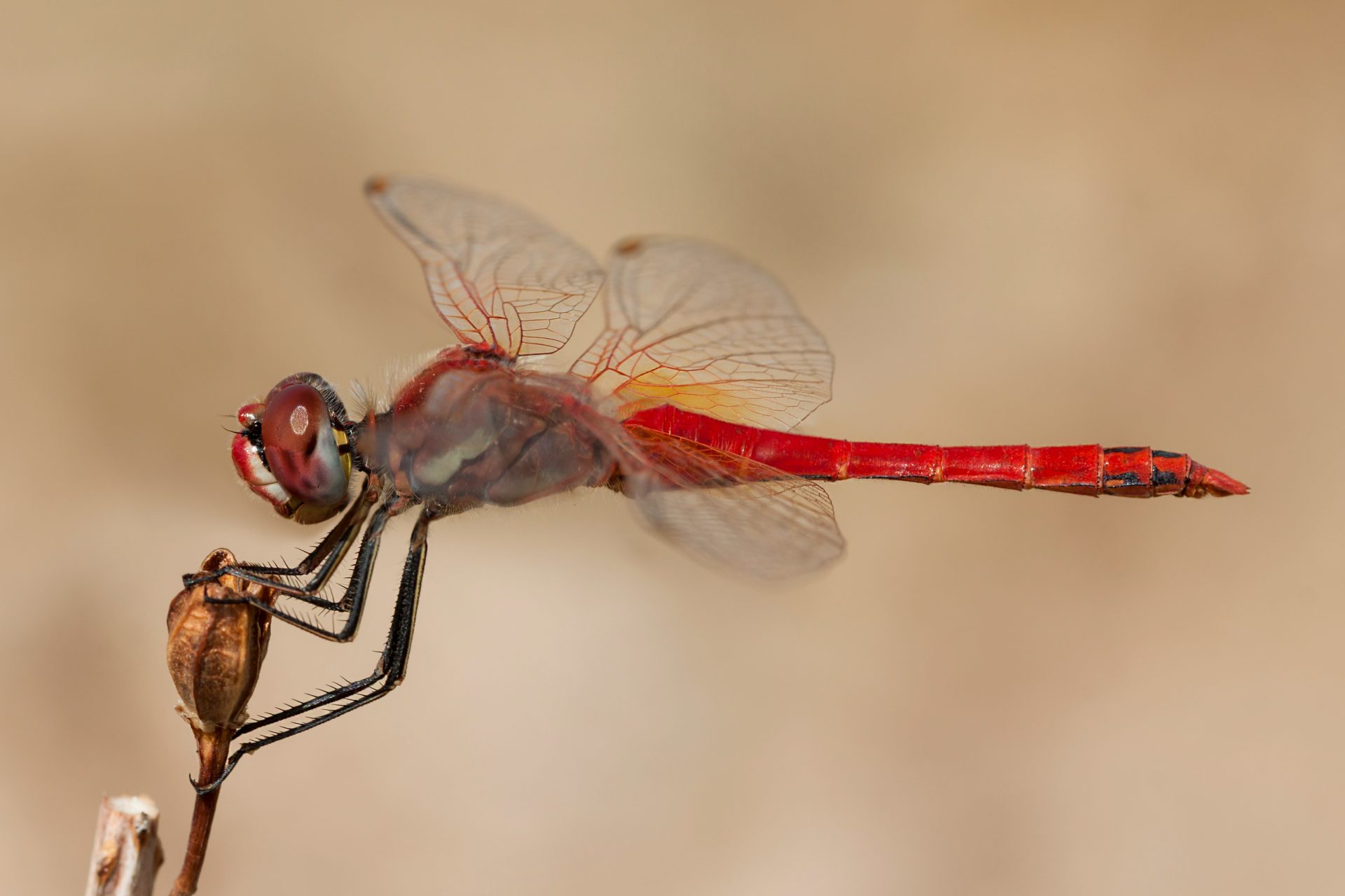 Un organe reproducteur en forme de cuillère