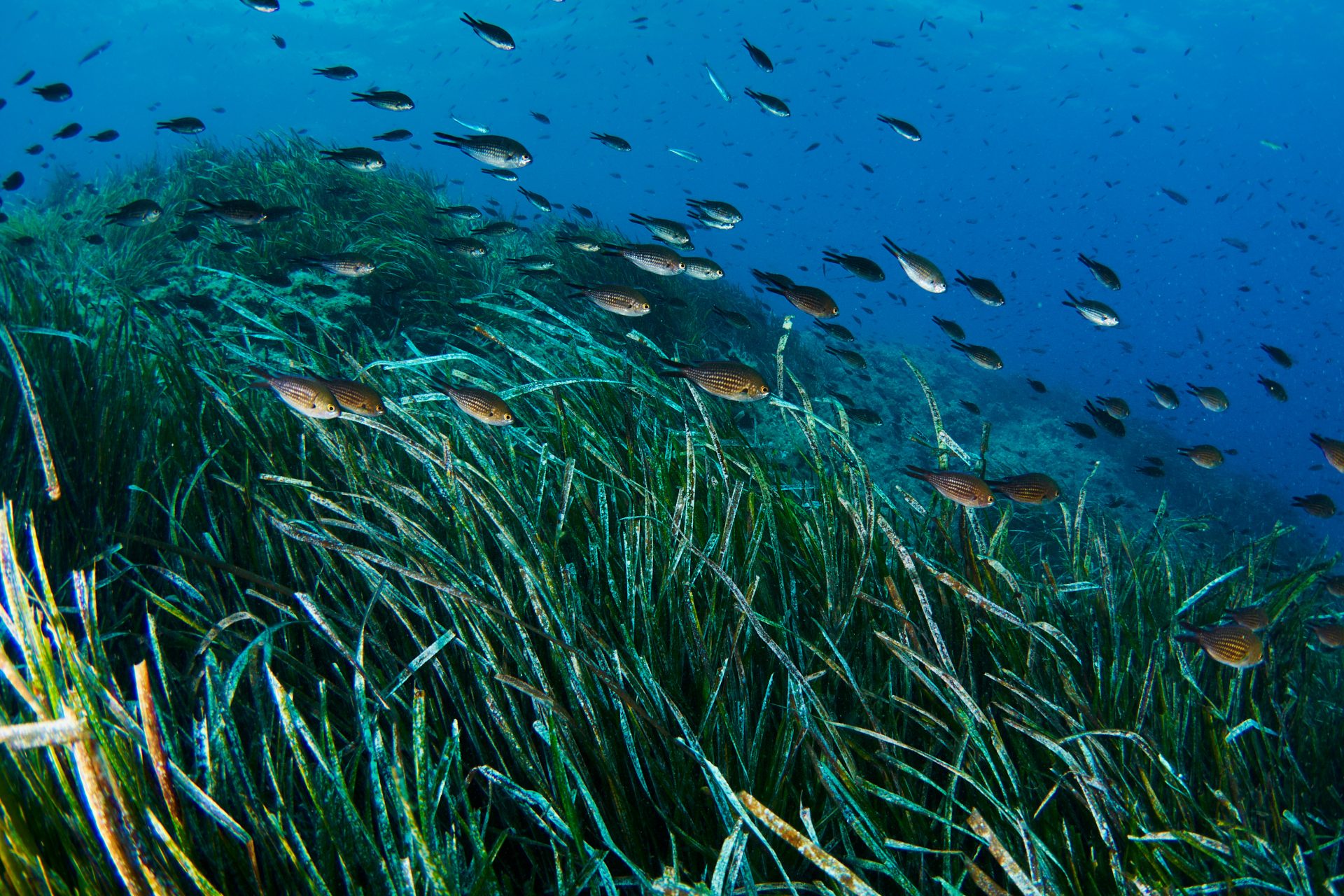 Bonne nouvelle pour la biodiversité en Méditerranée : des capteurs à ADN donnent des résultats encourageants