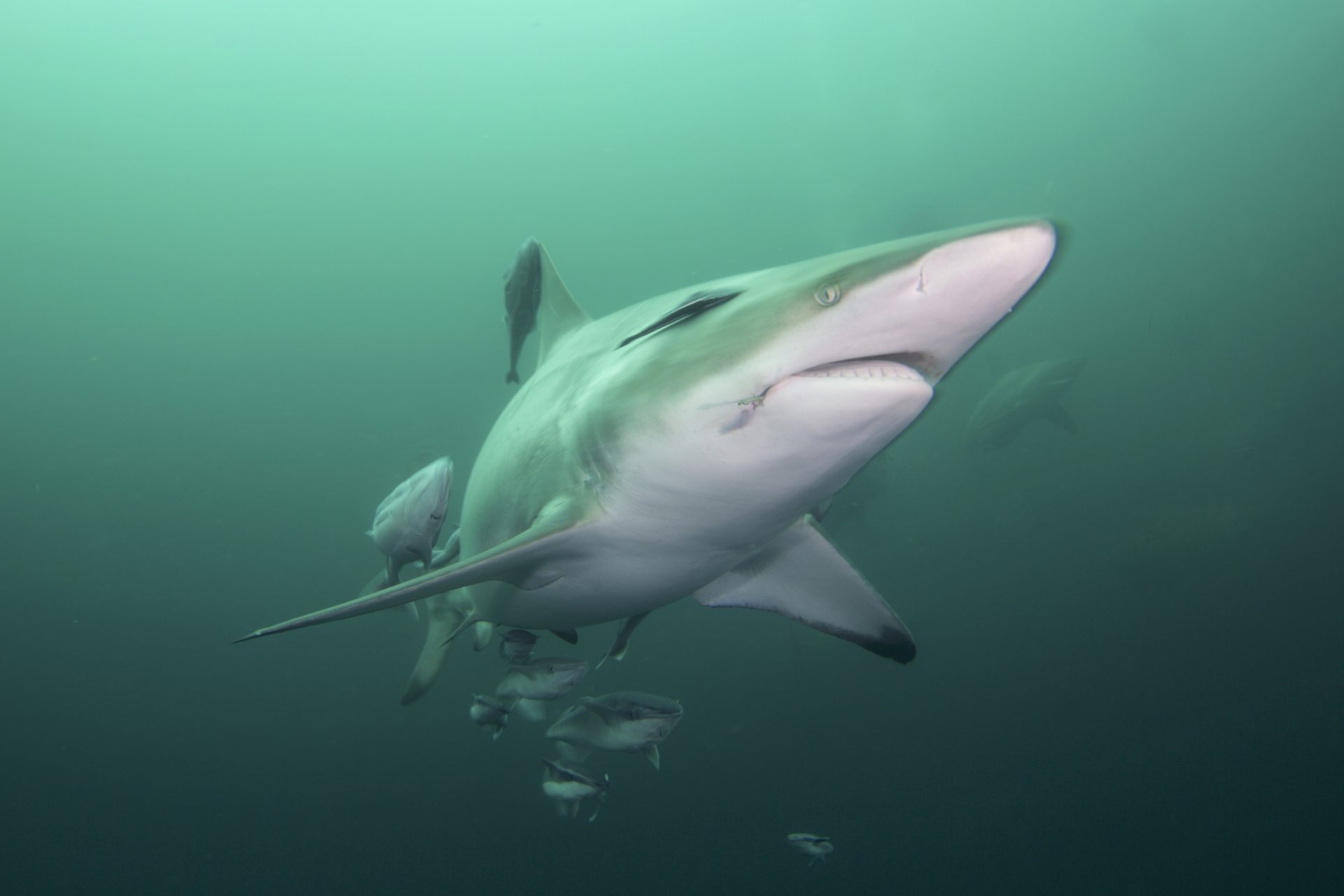 Surf’s up, danger’s up: Are shark attacks increasing in oceans?