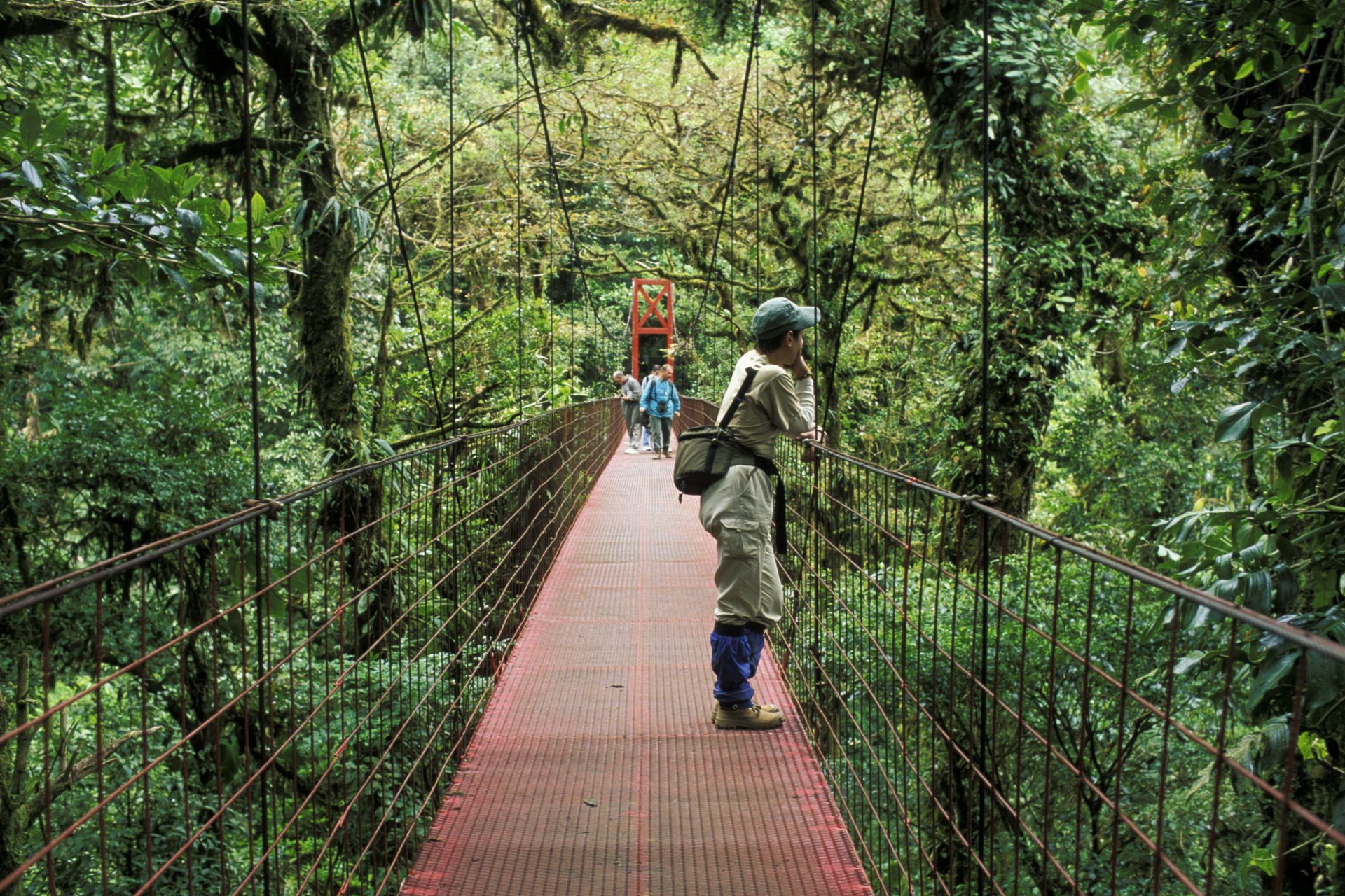 Observation inédite en zone tropicale : des arbres révèlent de drôles de secrets