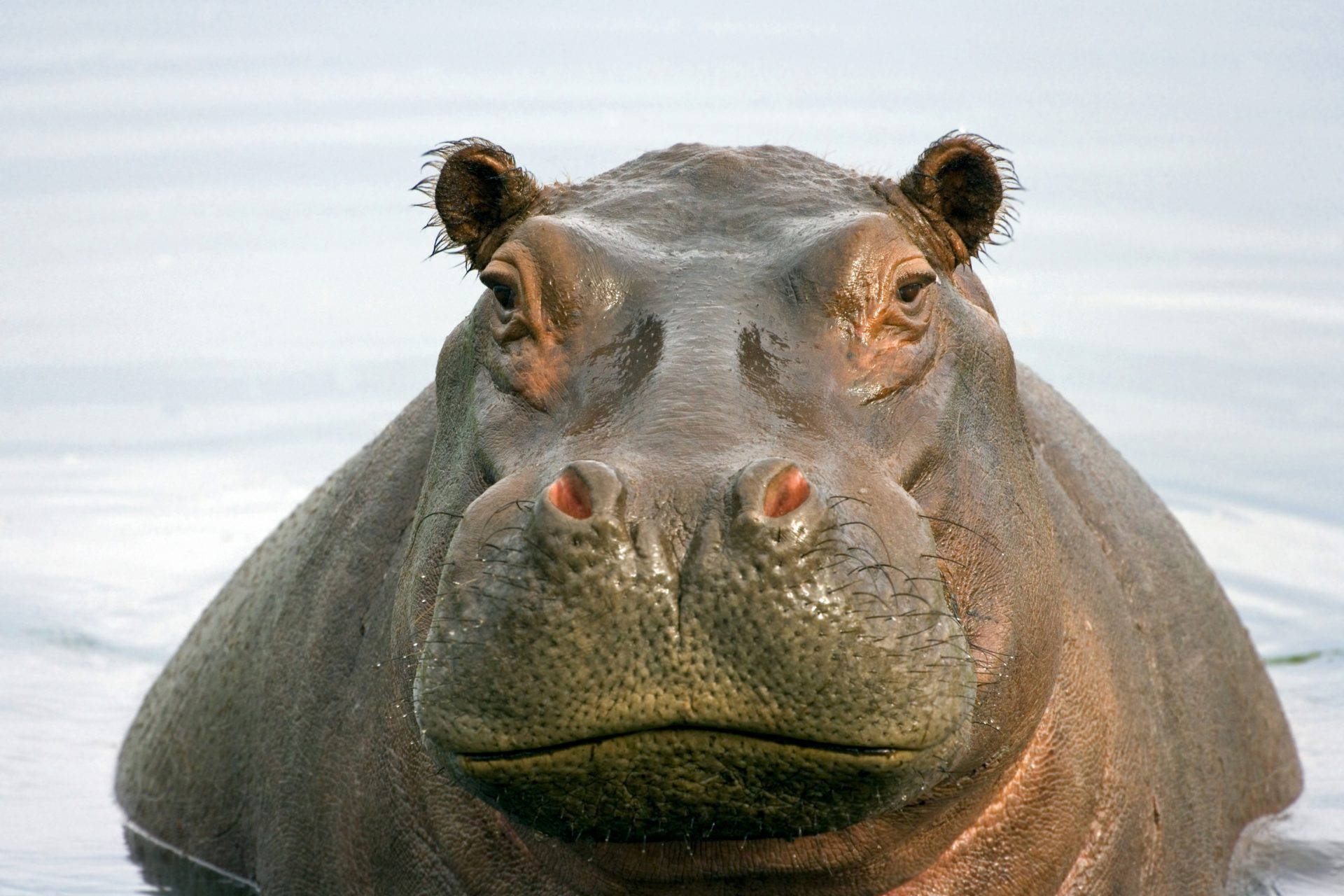 When hippos fly? A new and surprising discovery