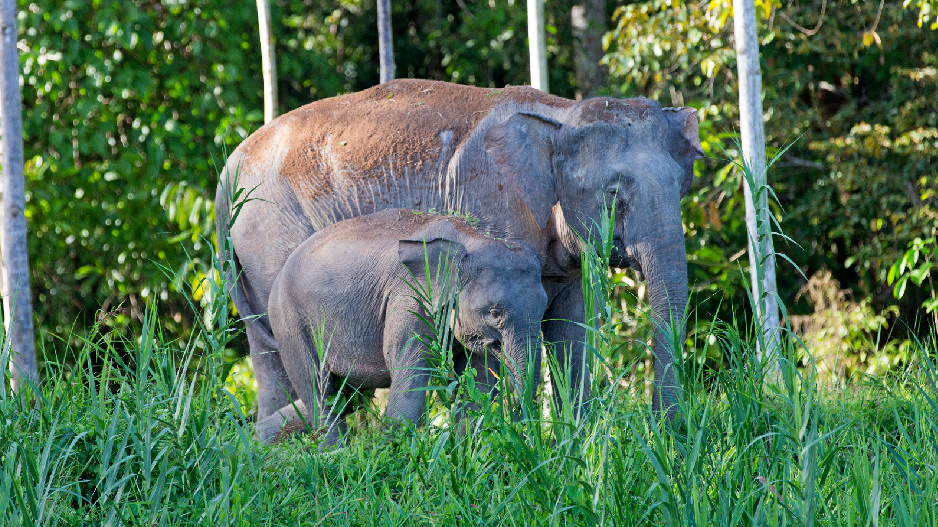 Delicada situación de los elefantes de Borneo: sólo quedan 1.000